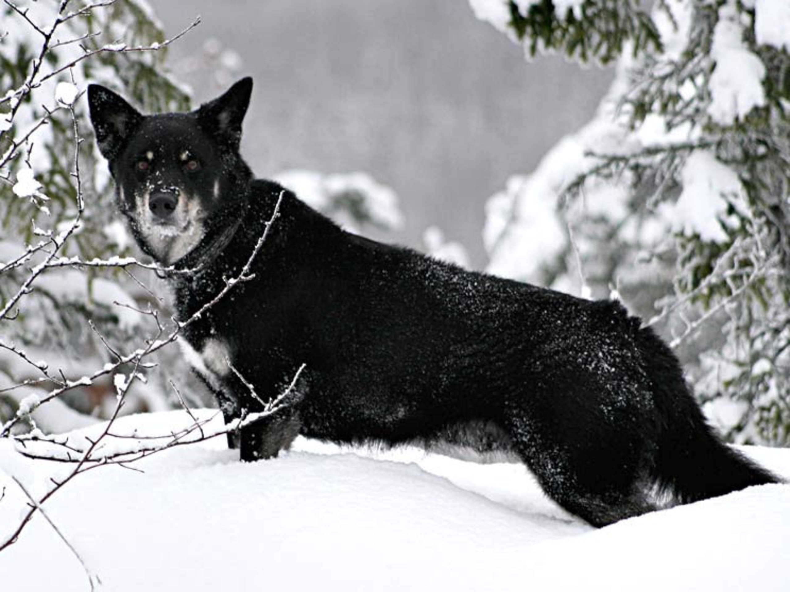 Lapsk vallhund