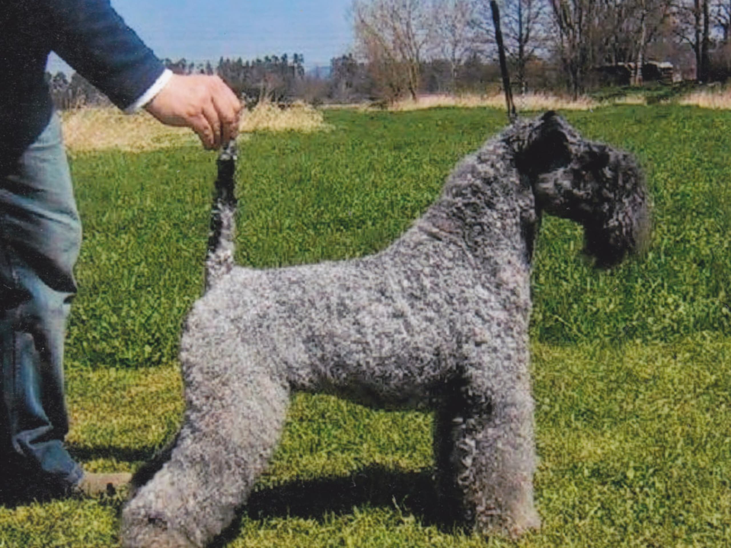 Kerry blue terrier
