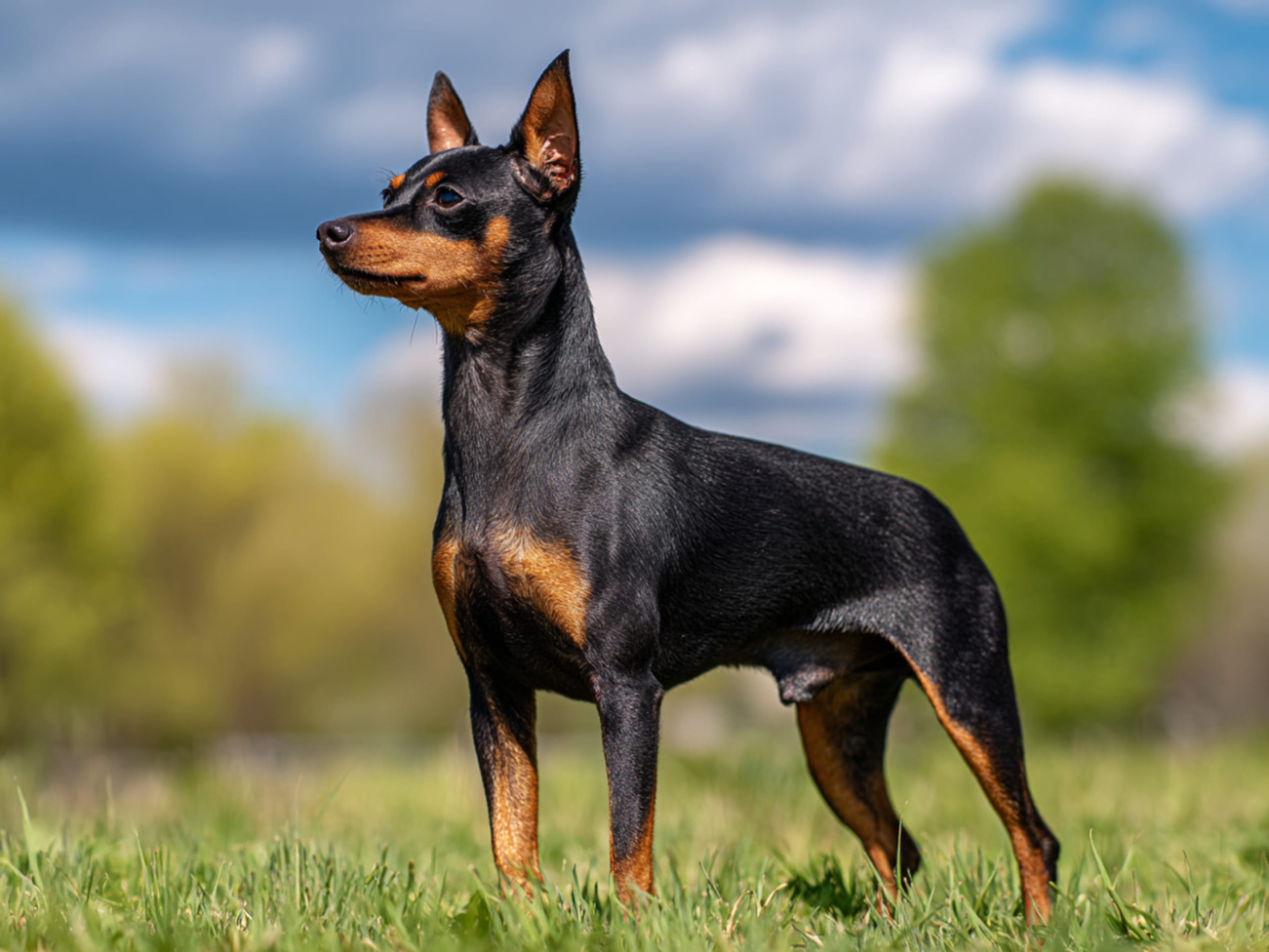 Dværgpinscher