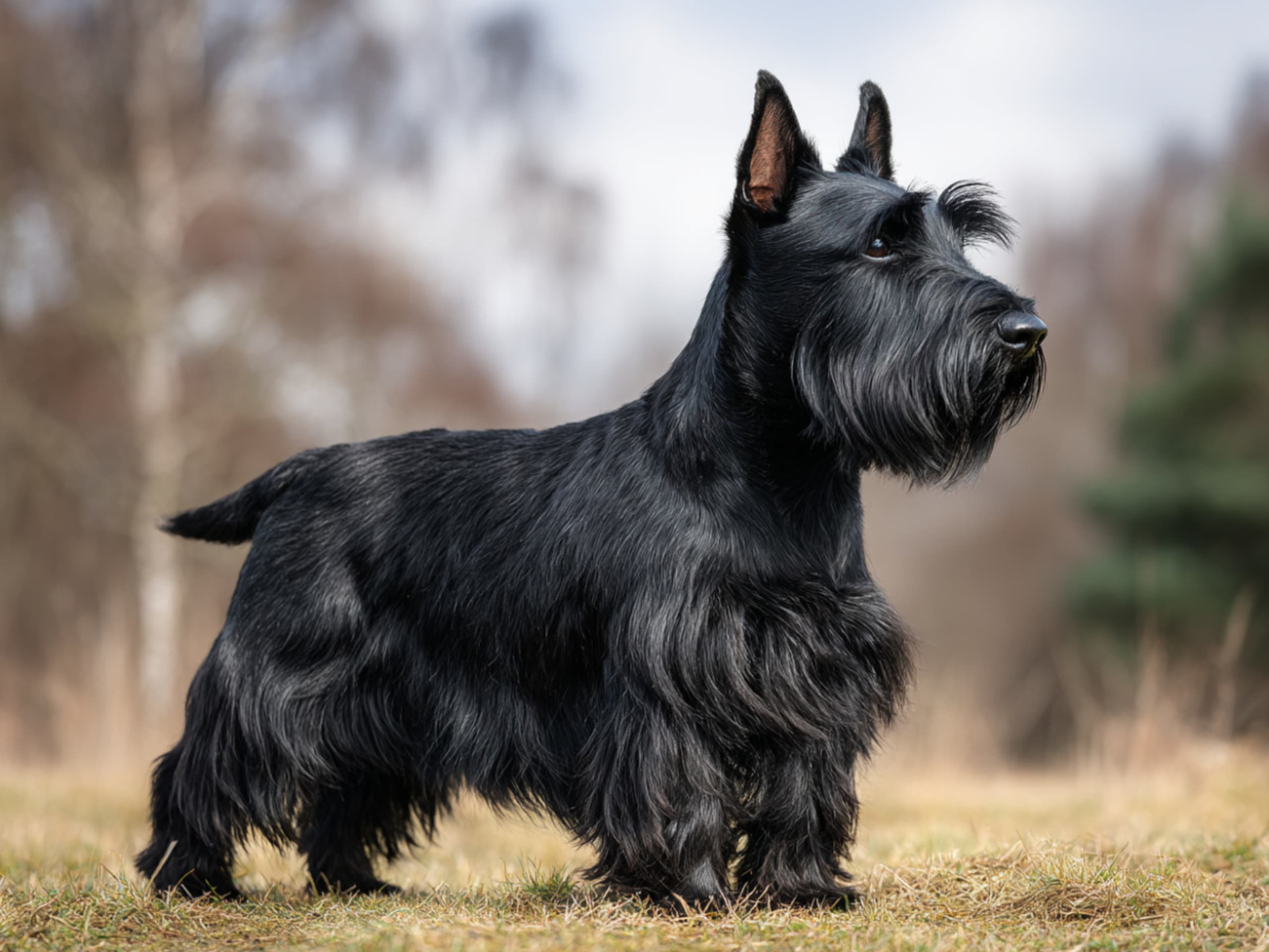 Skotsk Terrier