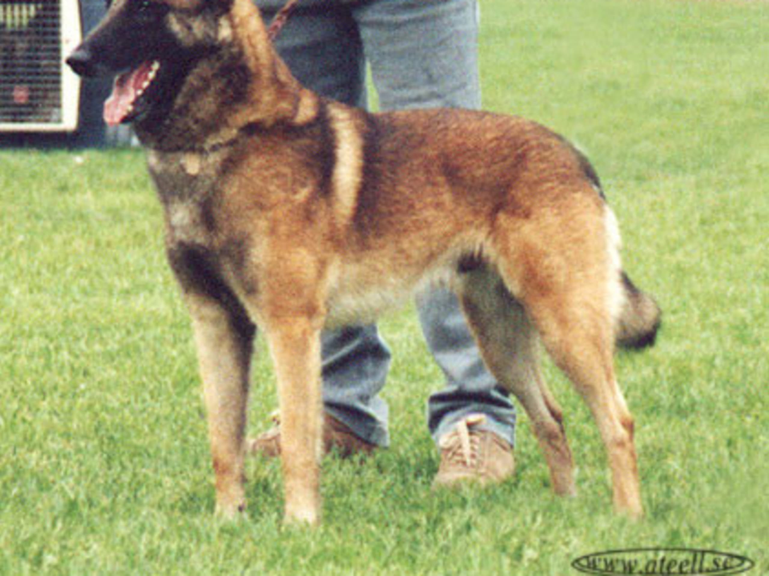 Belgisk fårehund, malinois