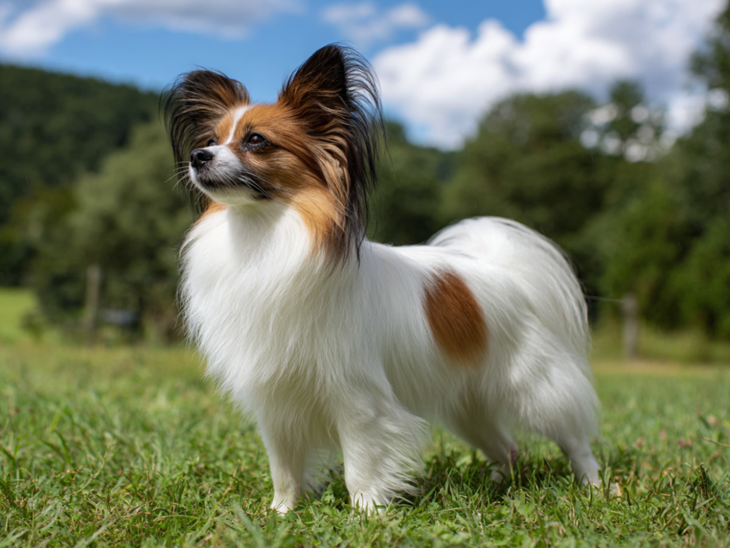 Papillon