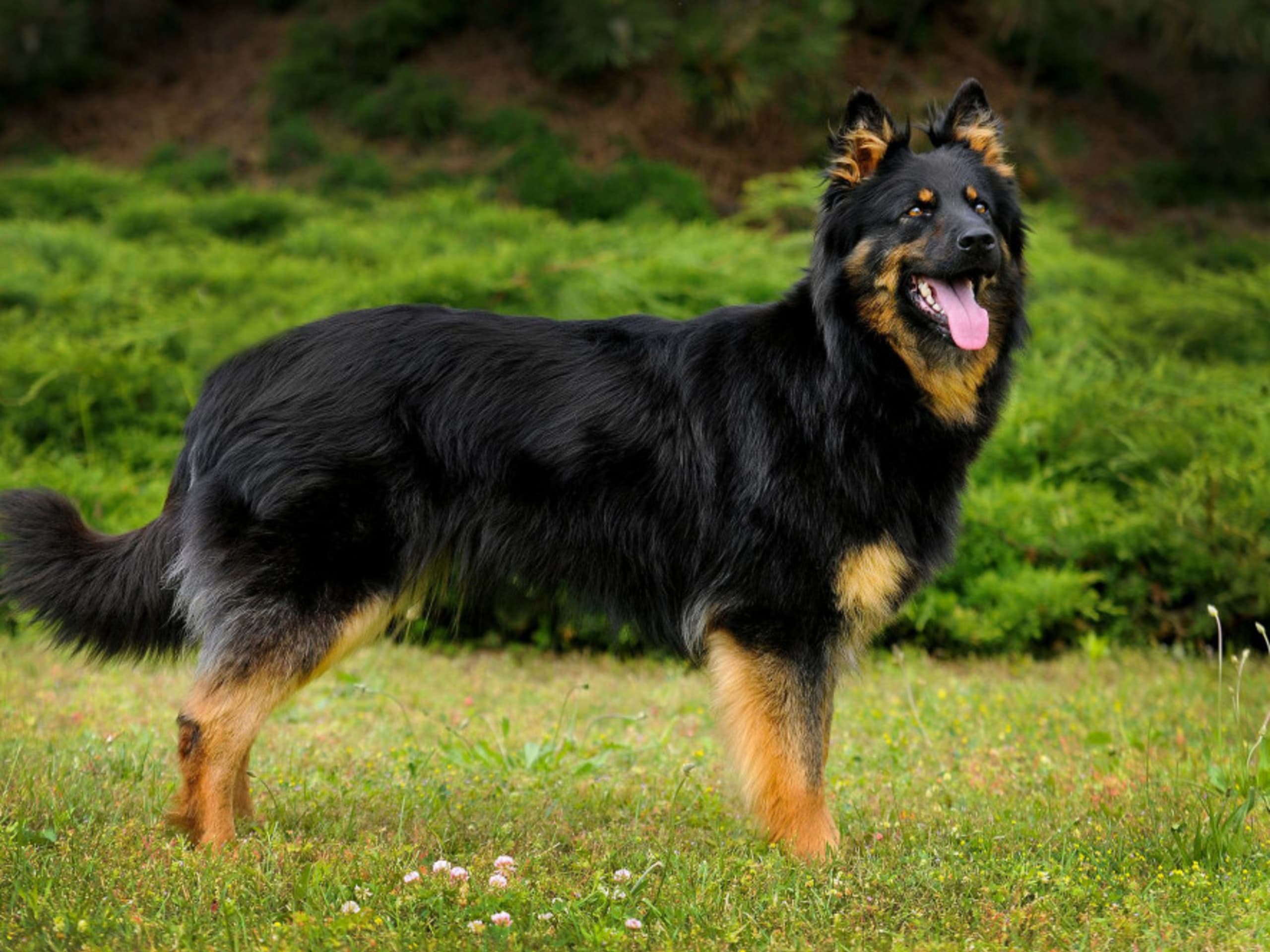 Bøhmisk gjeterhund