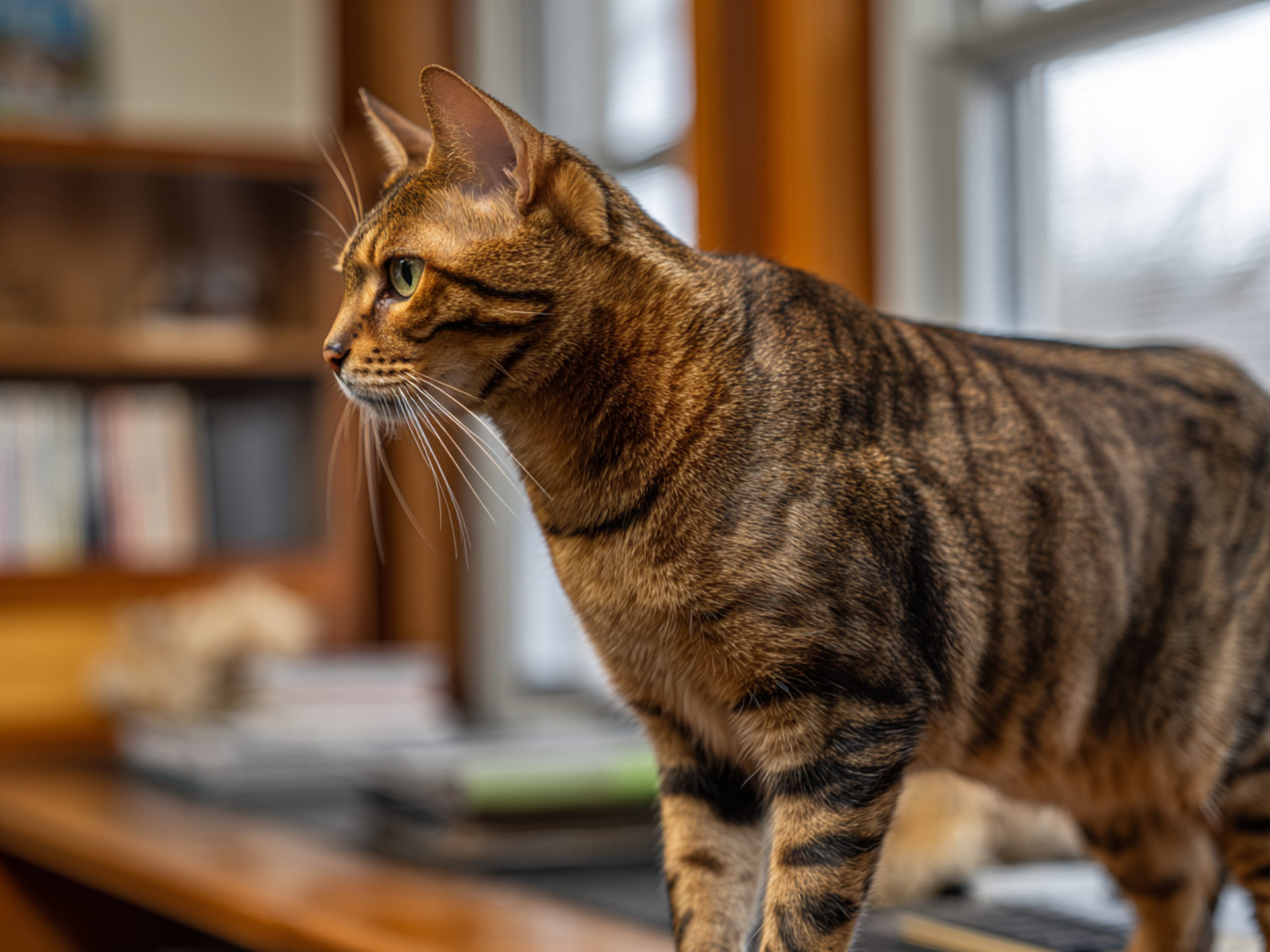 Toyger