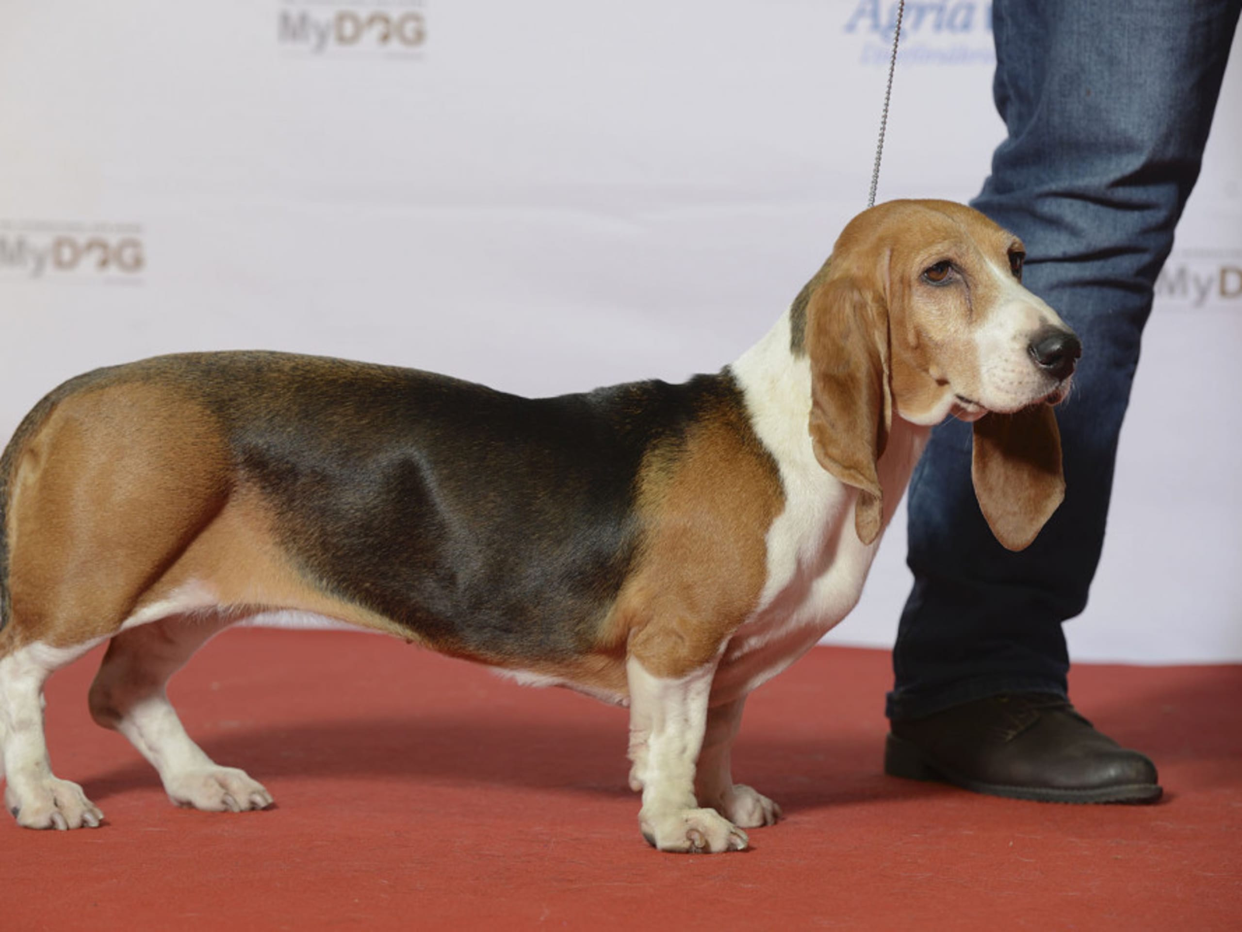 Basset artésien normand