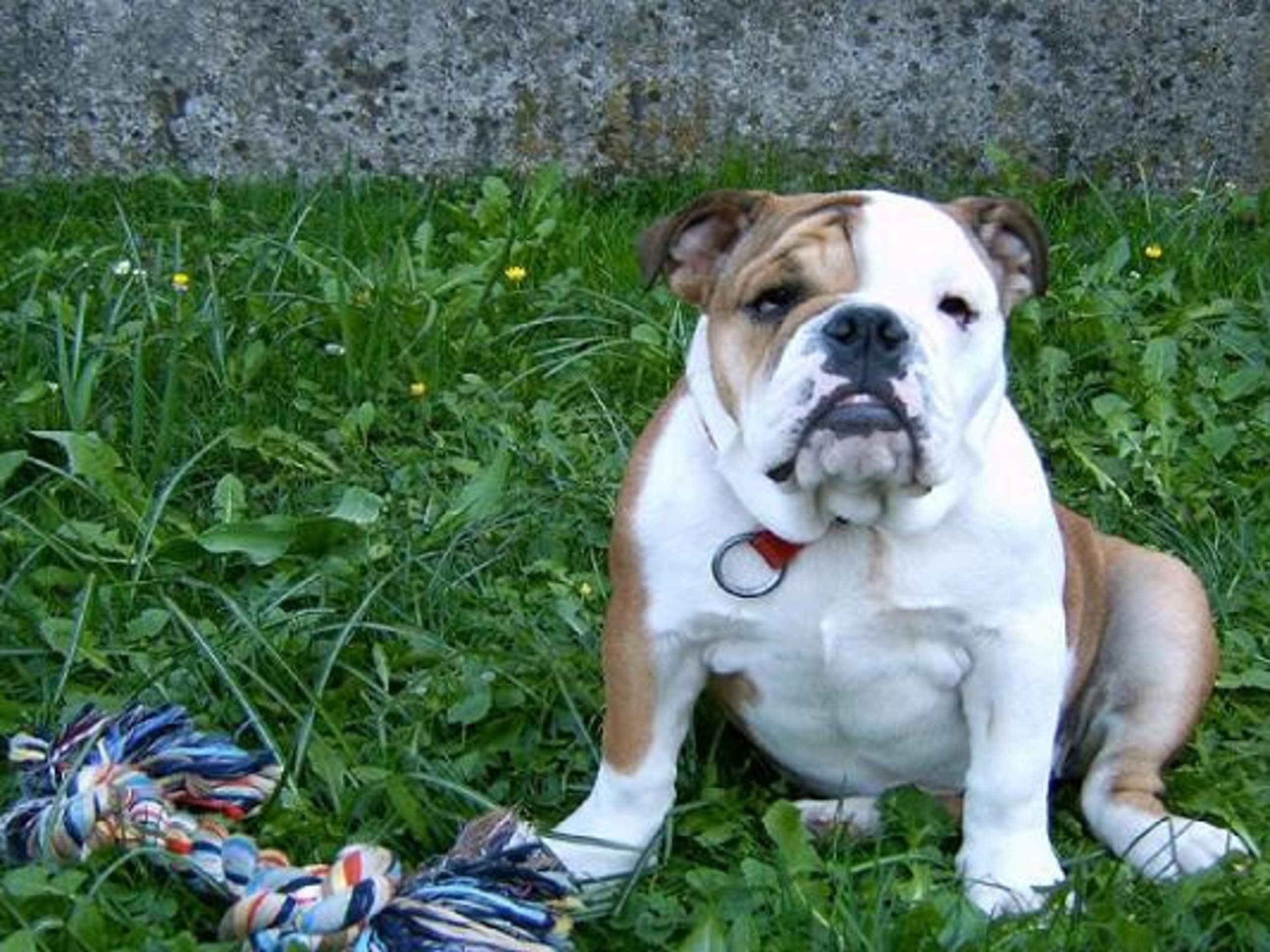 Engelsk bulldogg