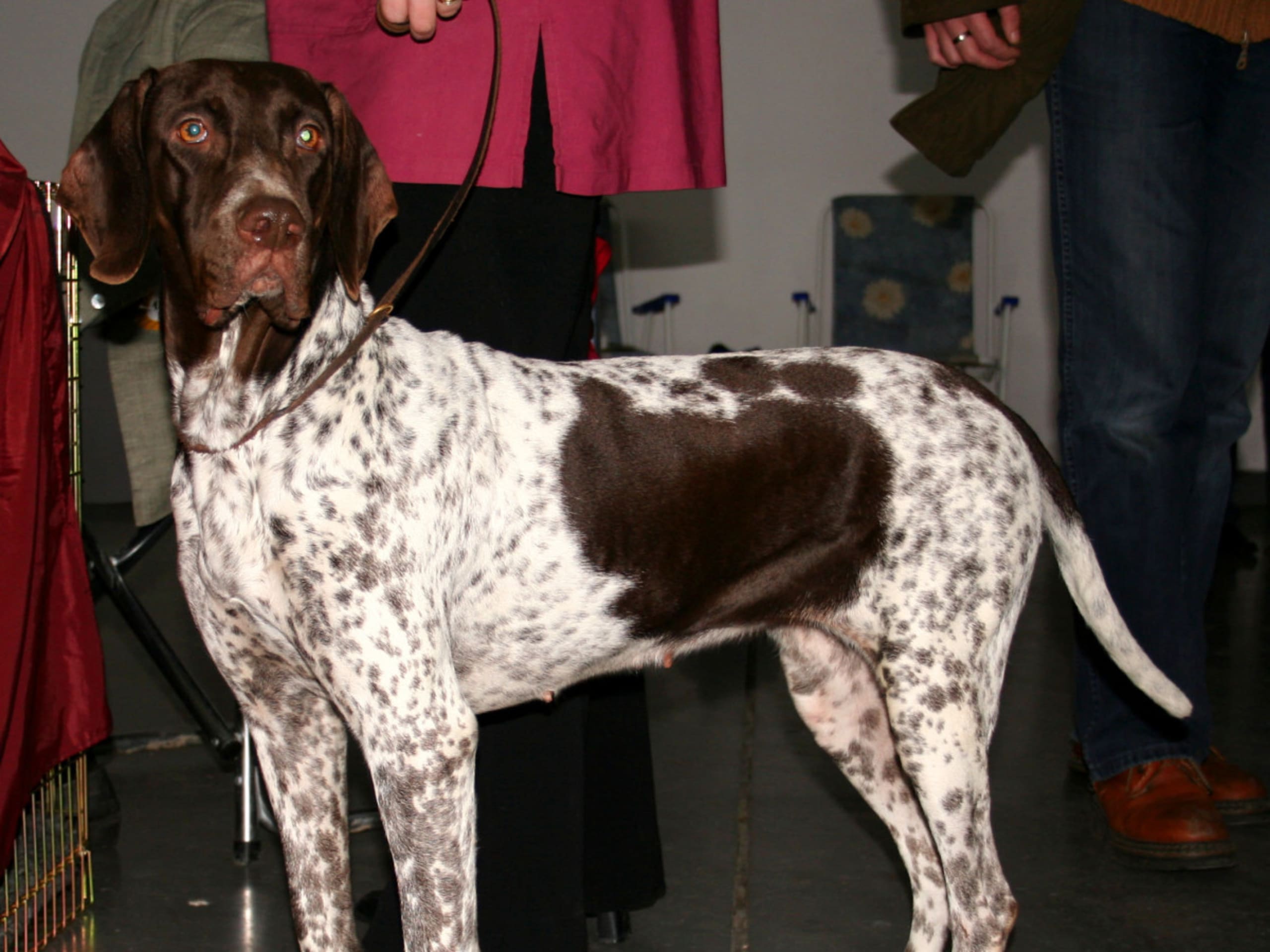 Gammal dansk hönsehund