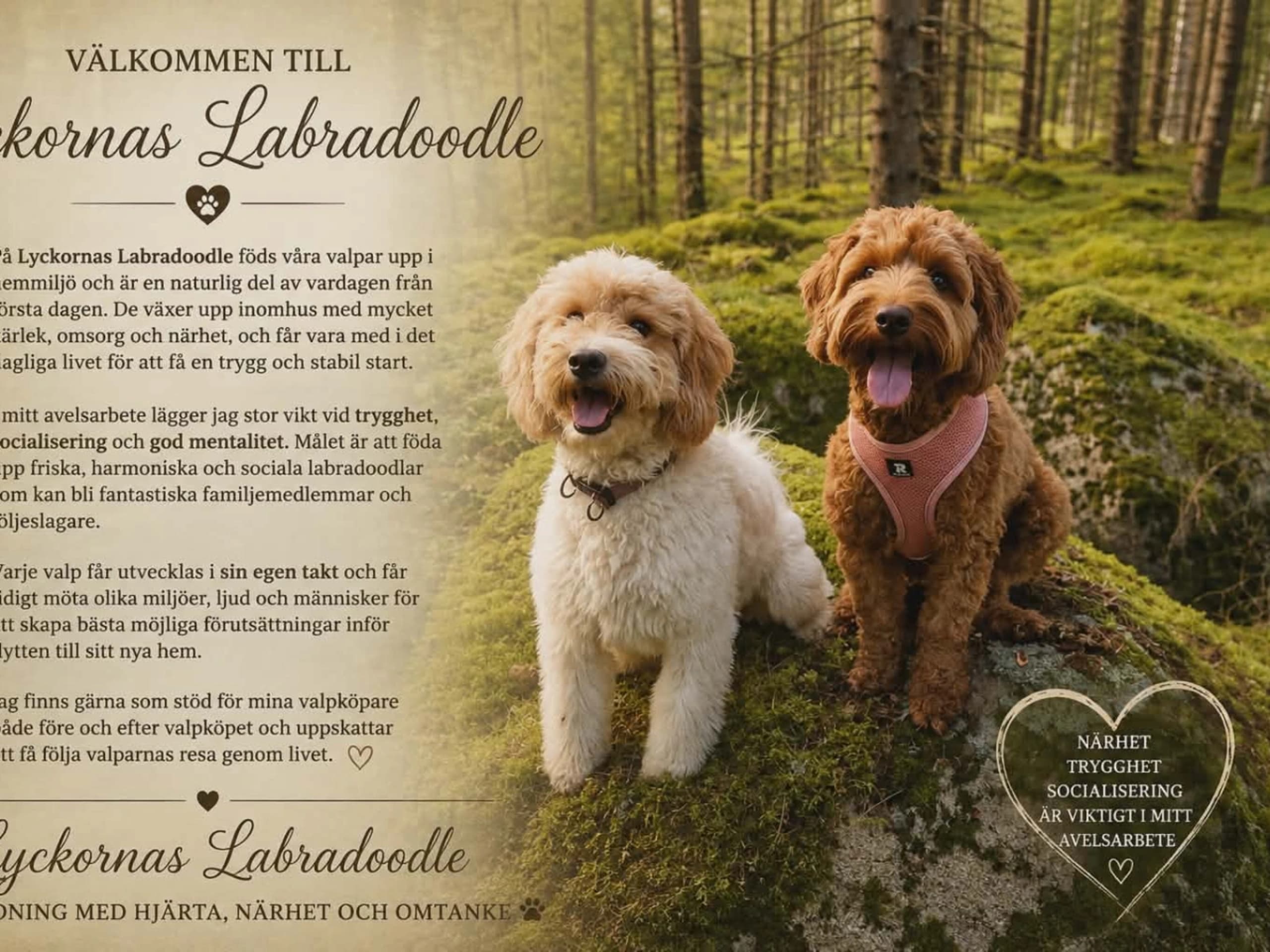 Lyckornaslabradoodle