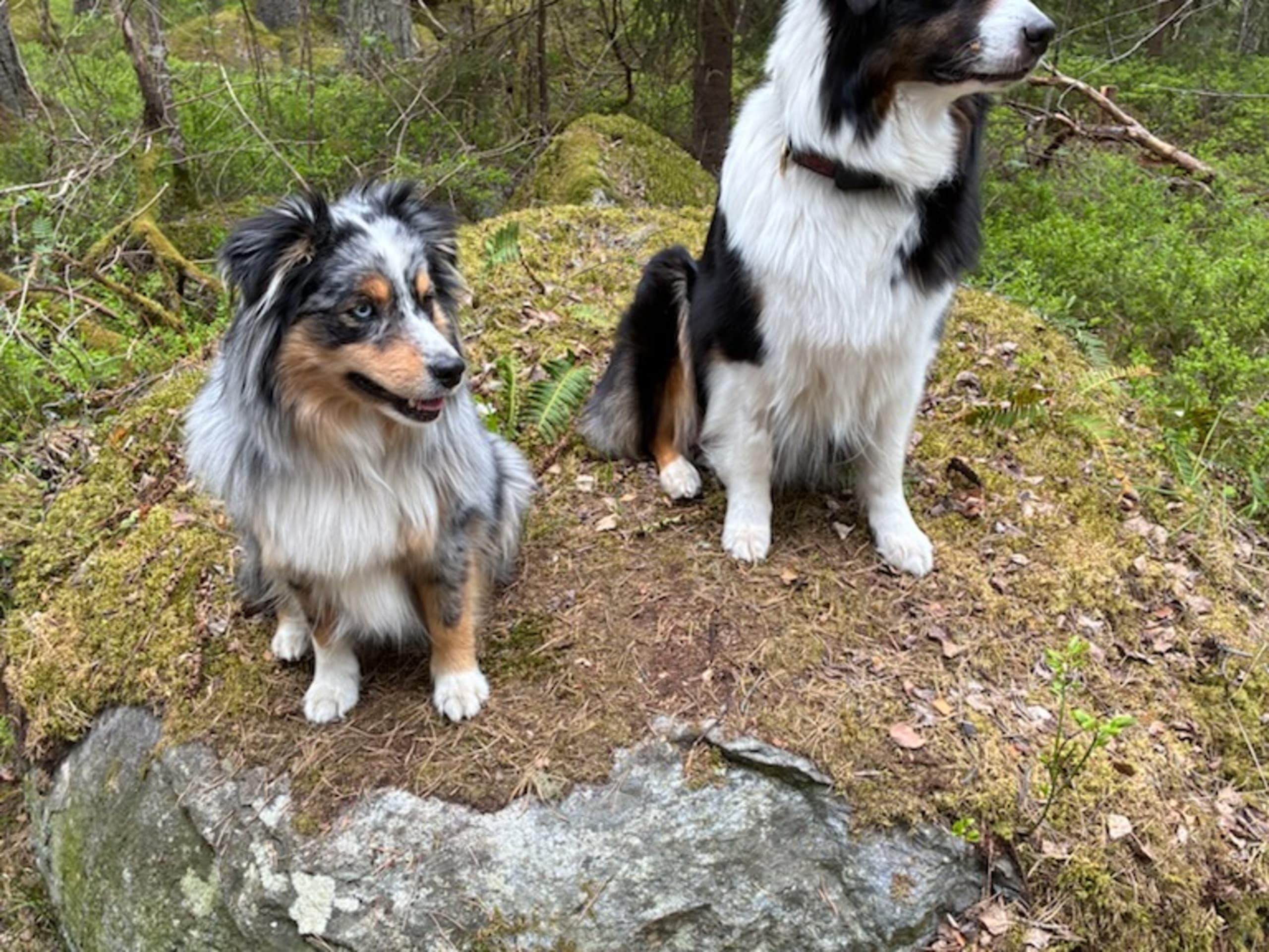 Lyckouddens