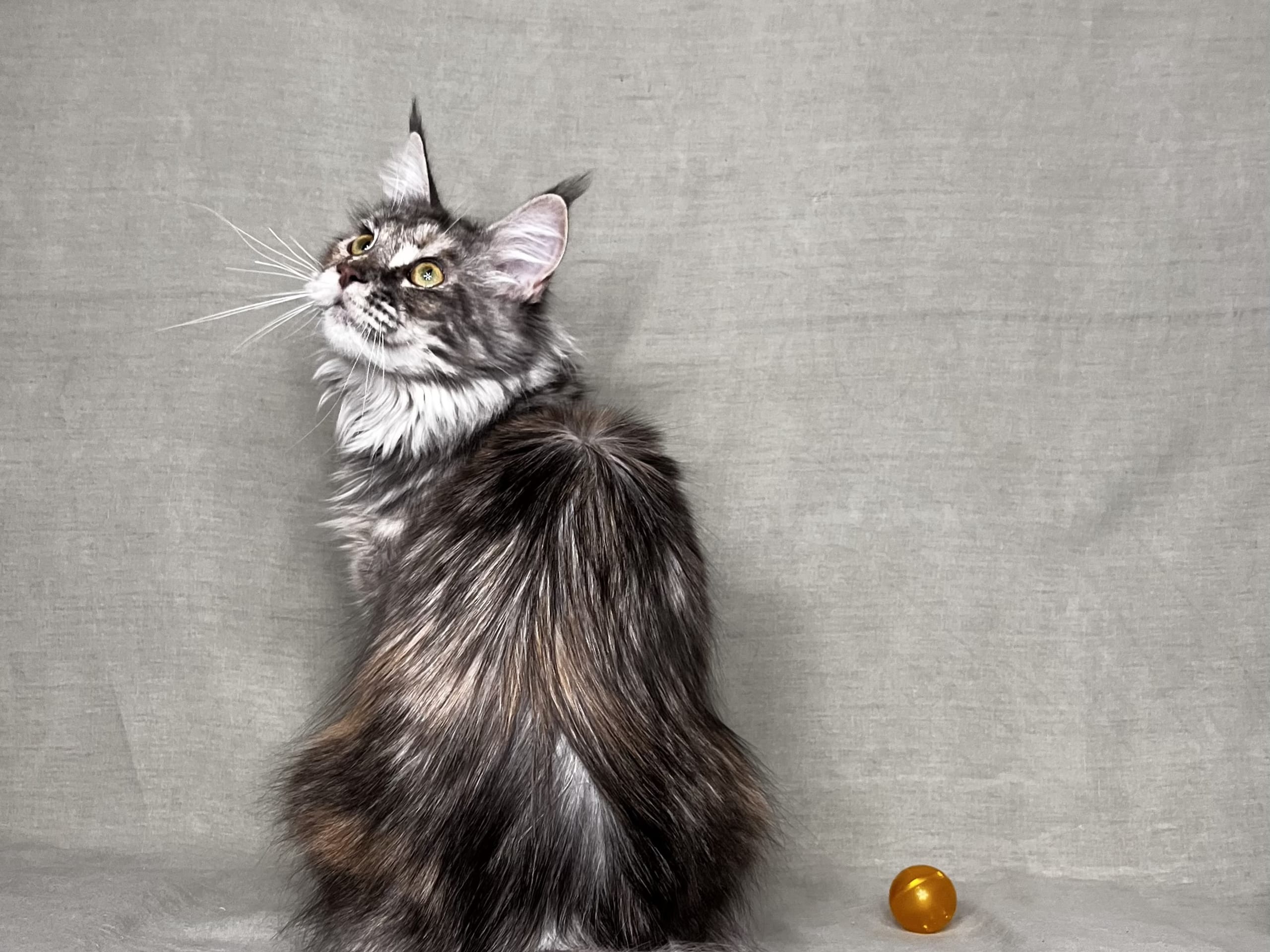 SE*Lilla Kattmakeriet