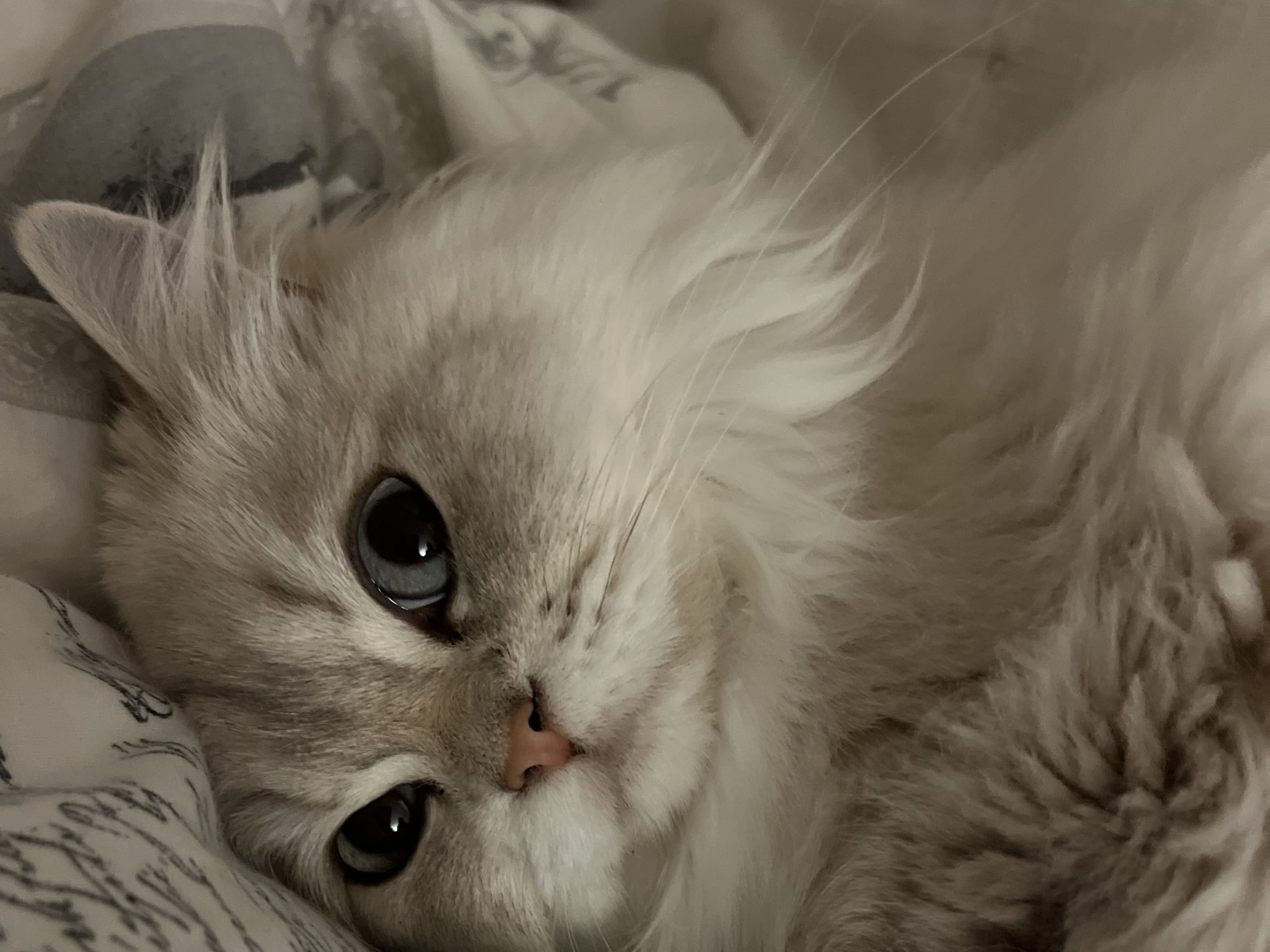 SE*Lilla Kattmakeriet