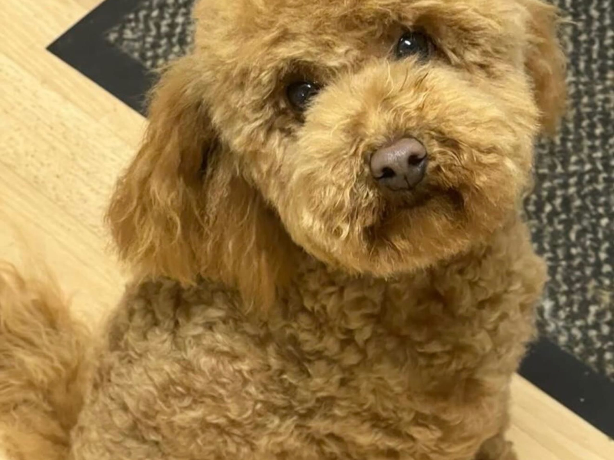 Teddy