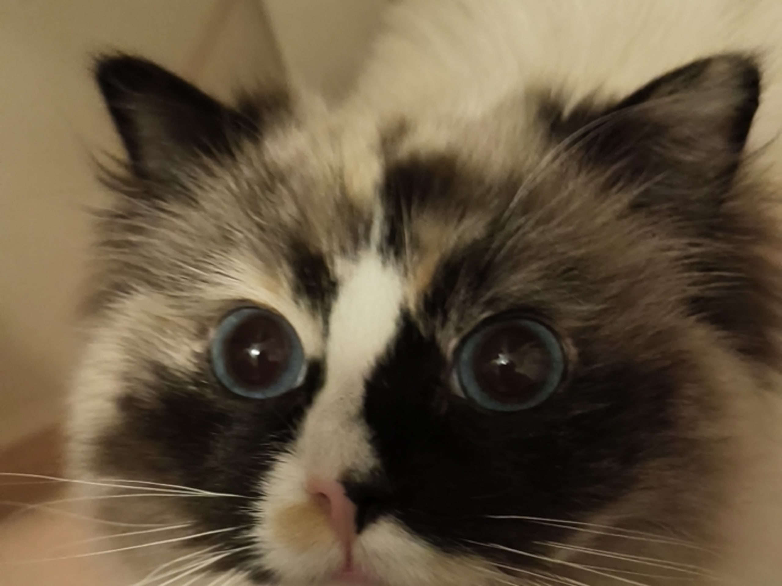 Anglakatt