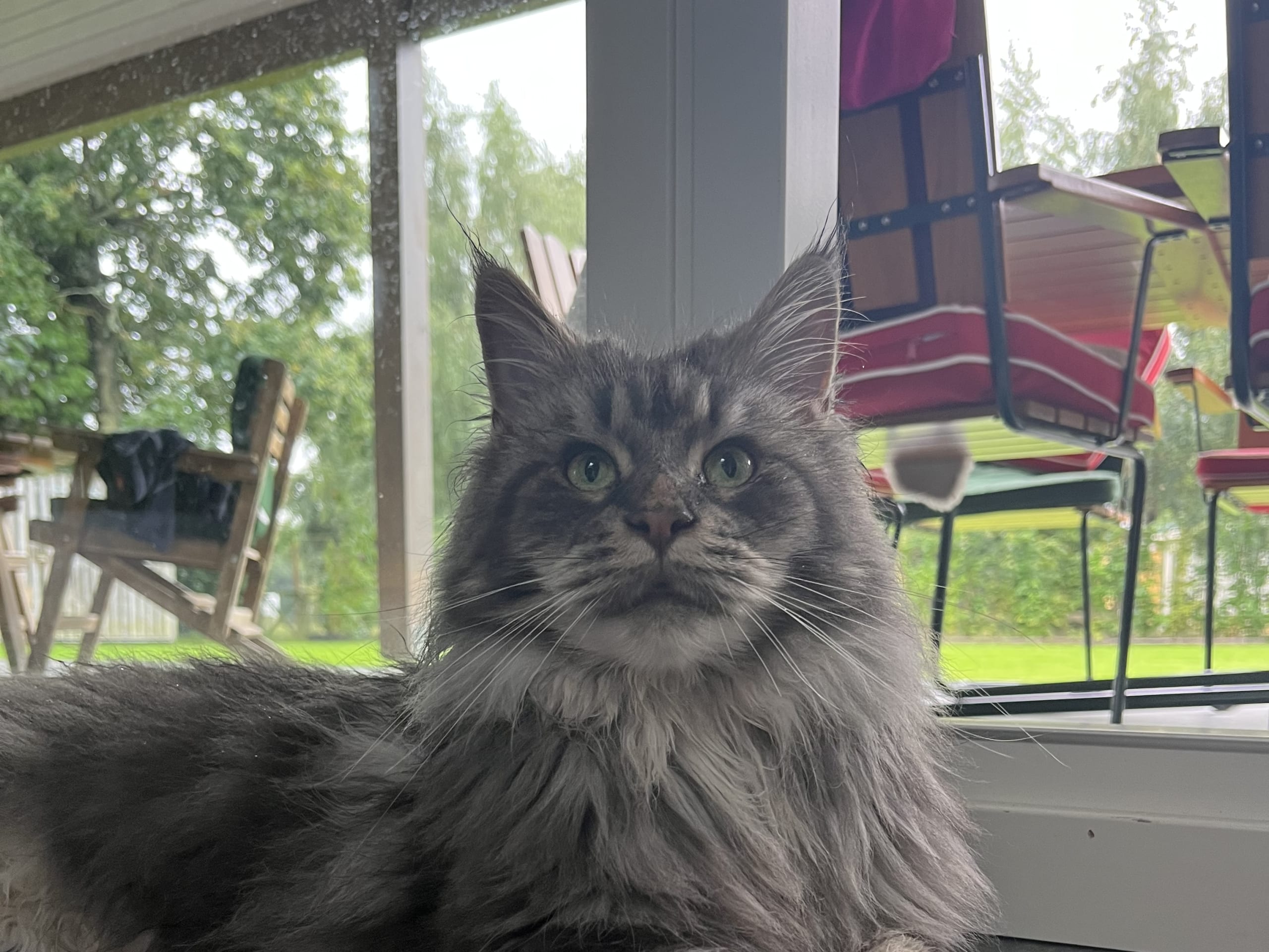 SE*Lilla Kattmakeriet