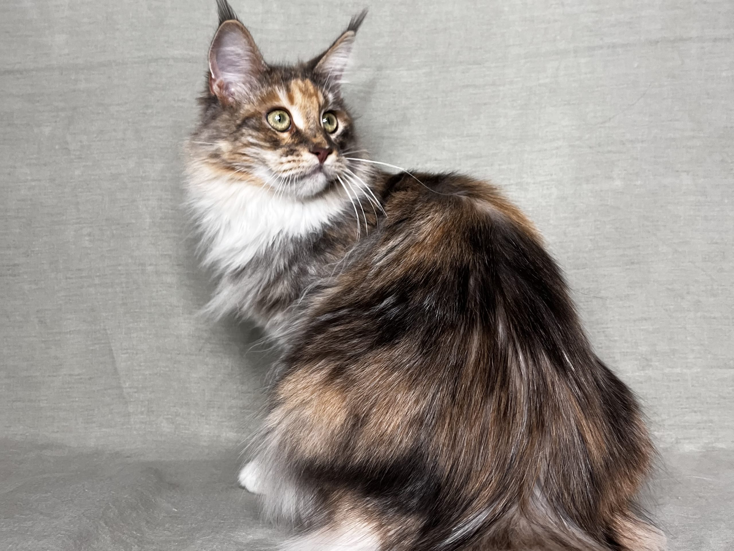SE*Lilla Kattmakeriet