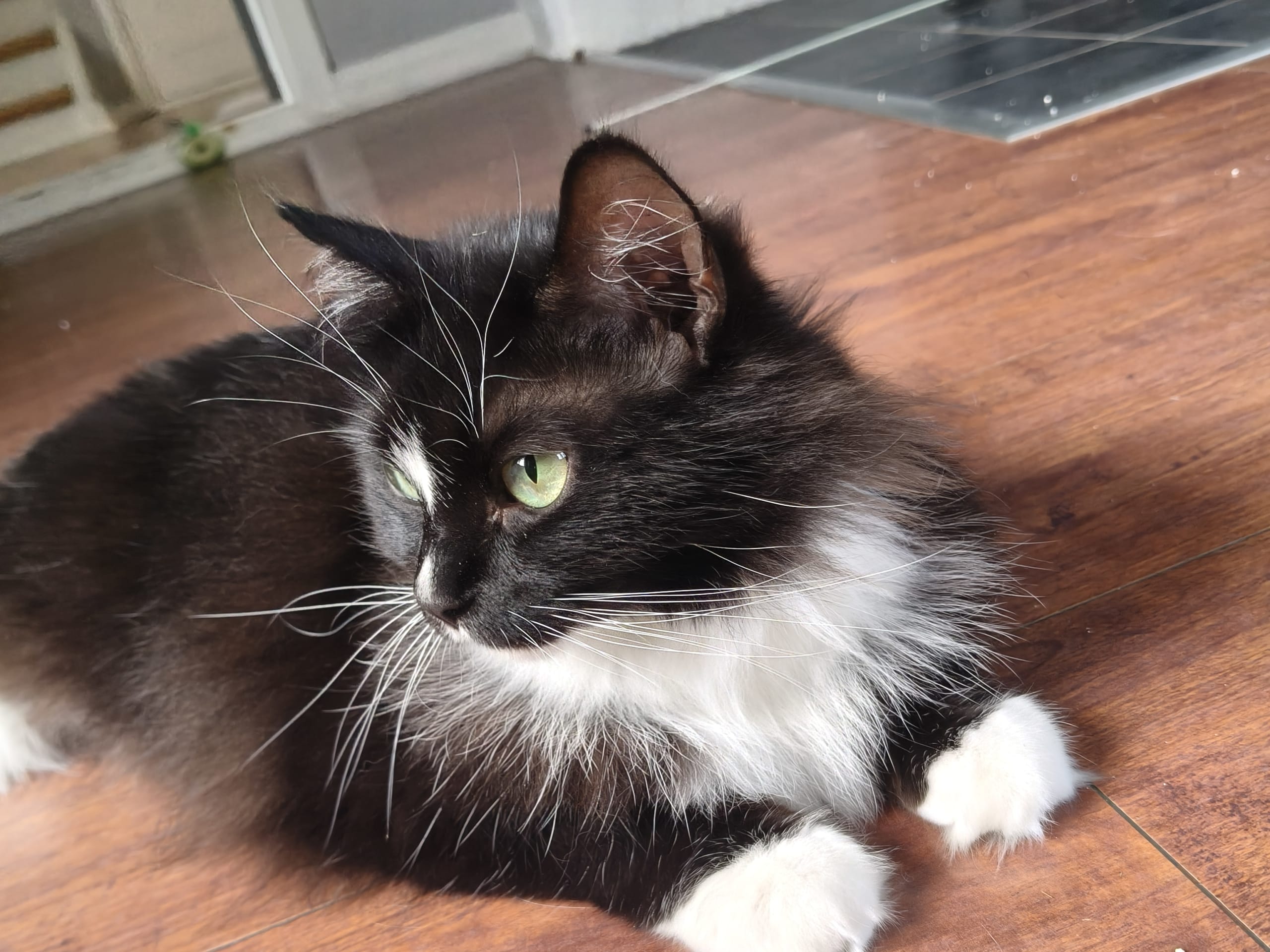 Anglakatt