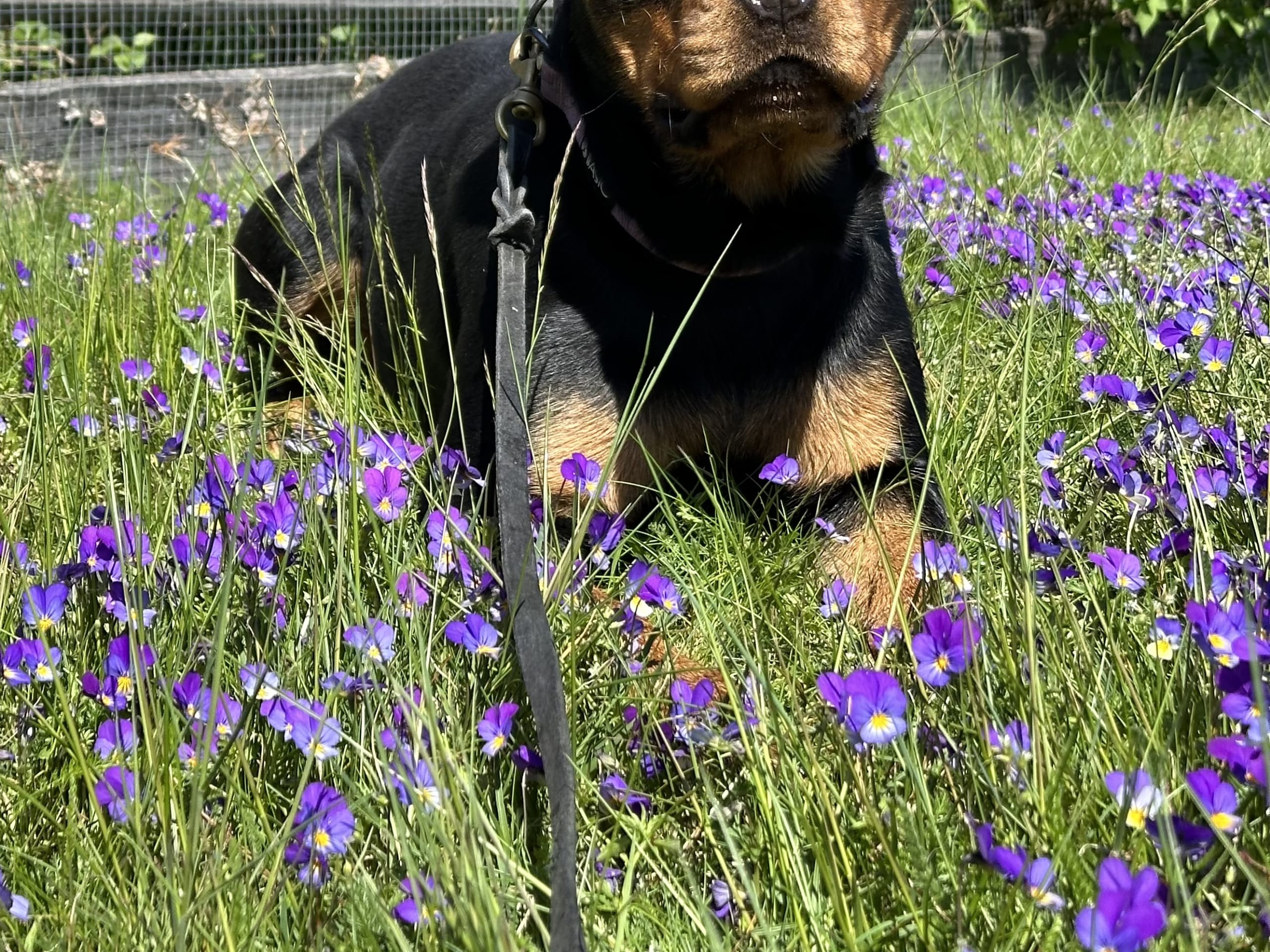Kennel Lexander's