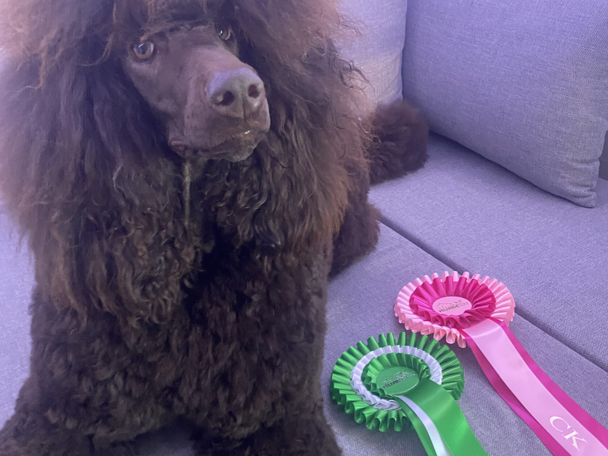Almaluros kennel