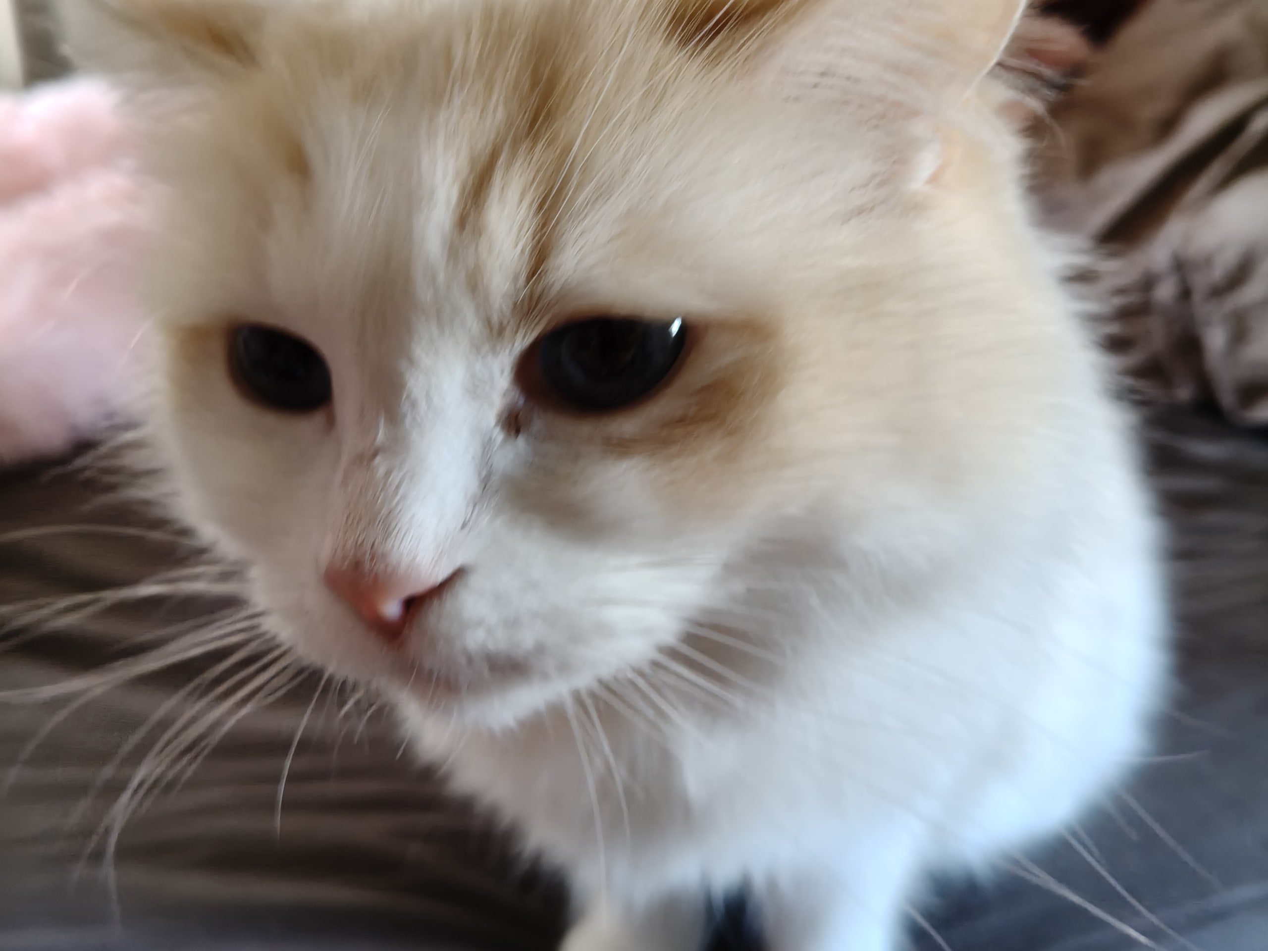Anglakatt