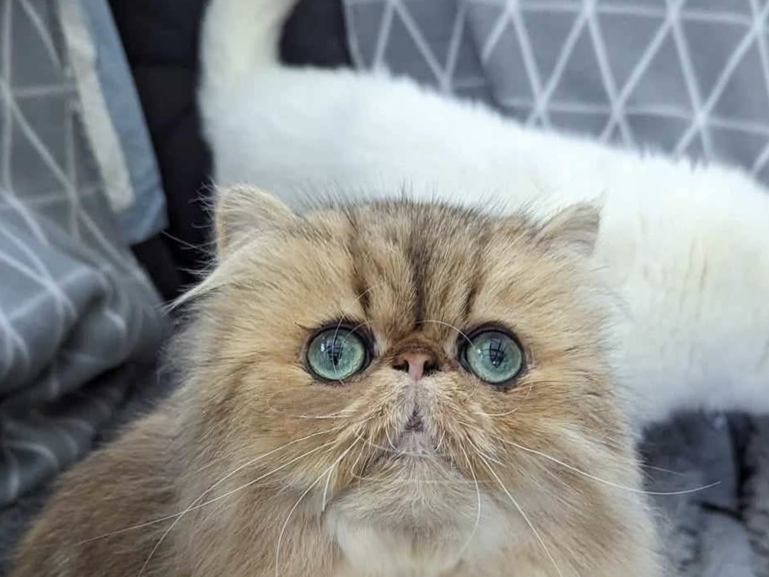 Tiamo
