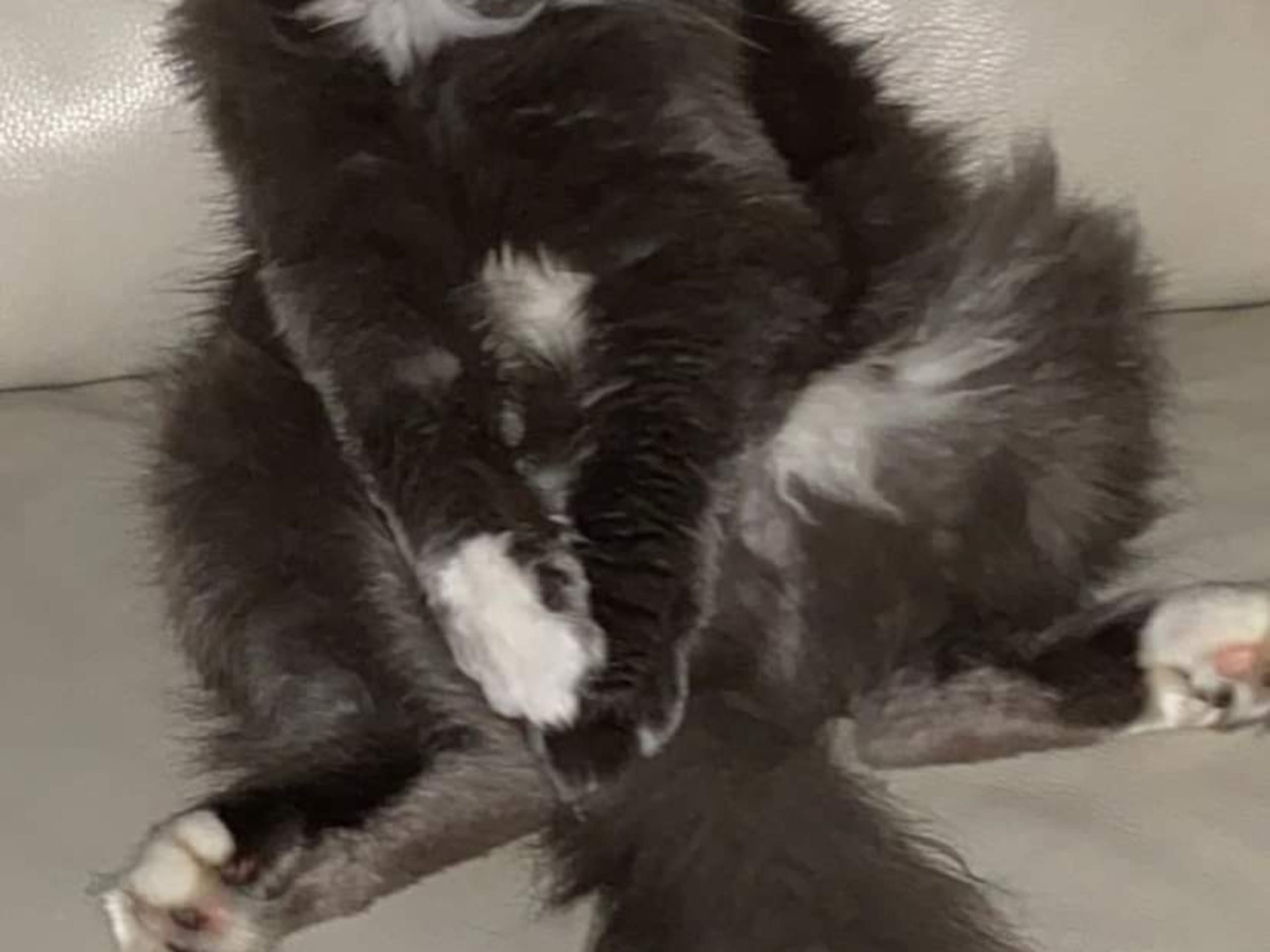 SE*Lilla Kattmakeriet