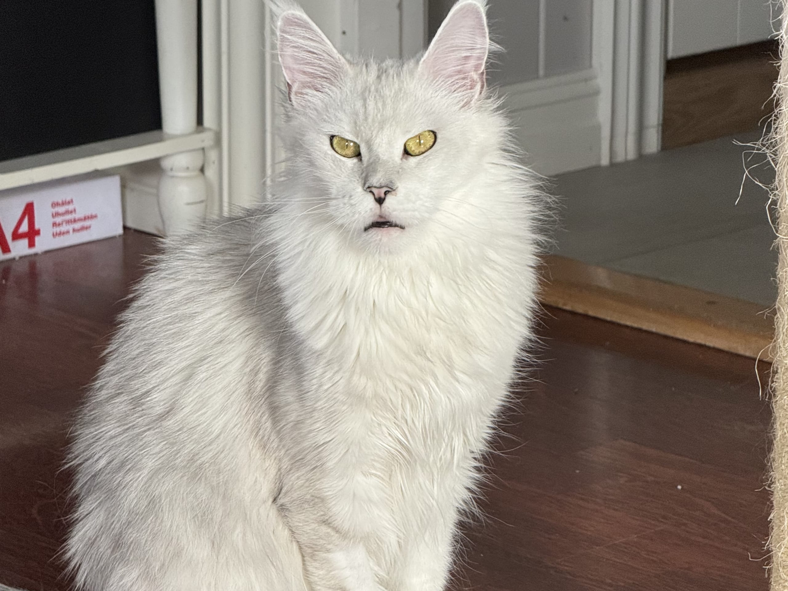 Electra
