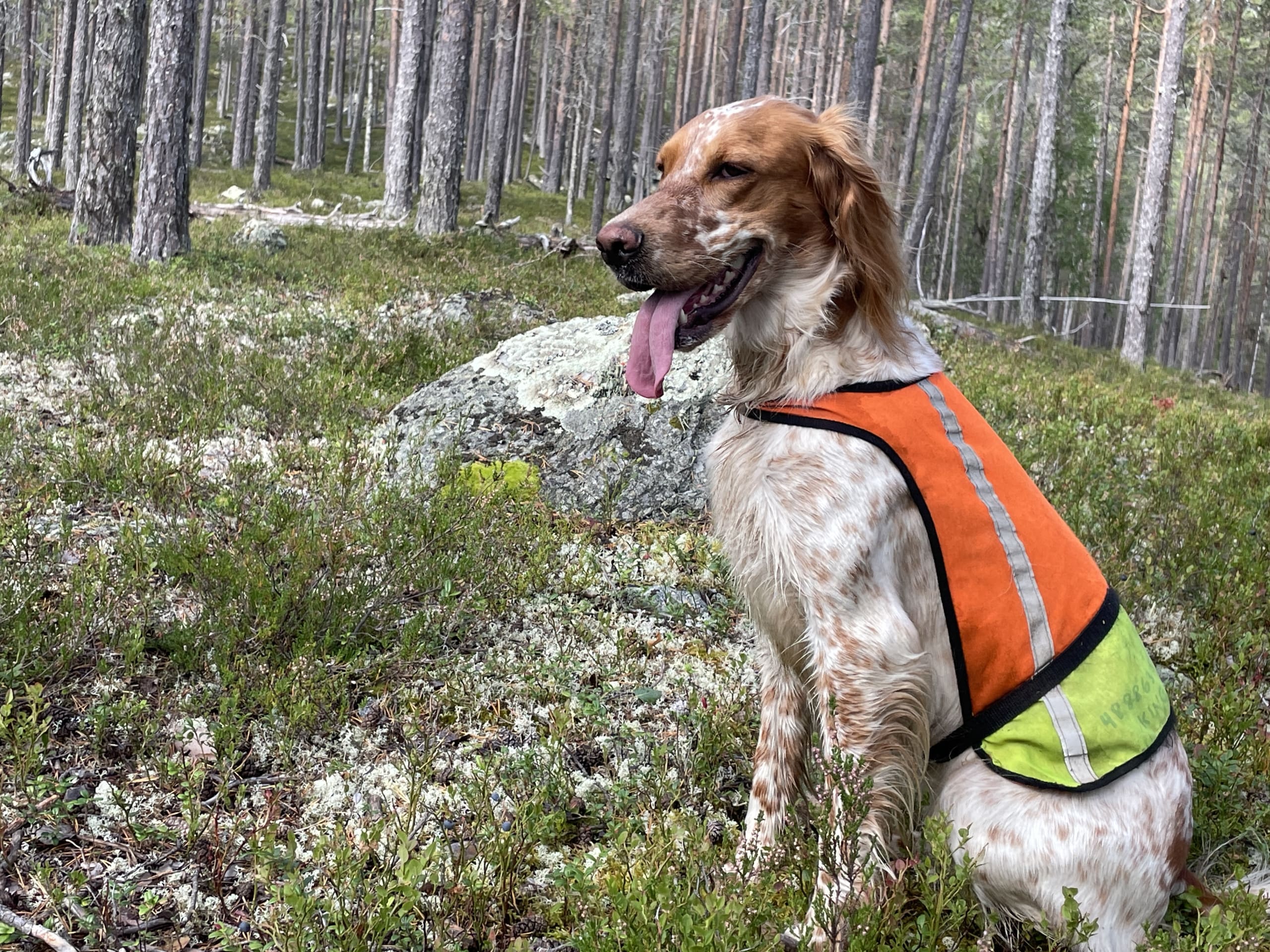 Engelsk setter