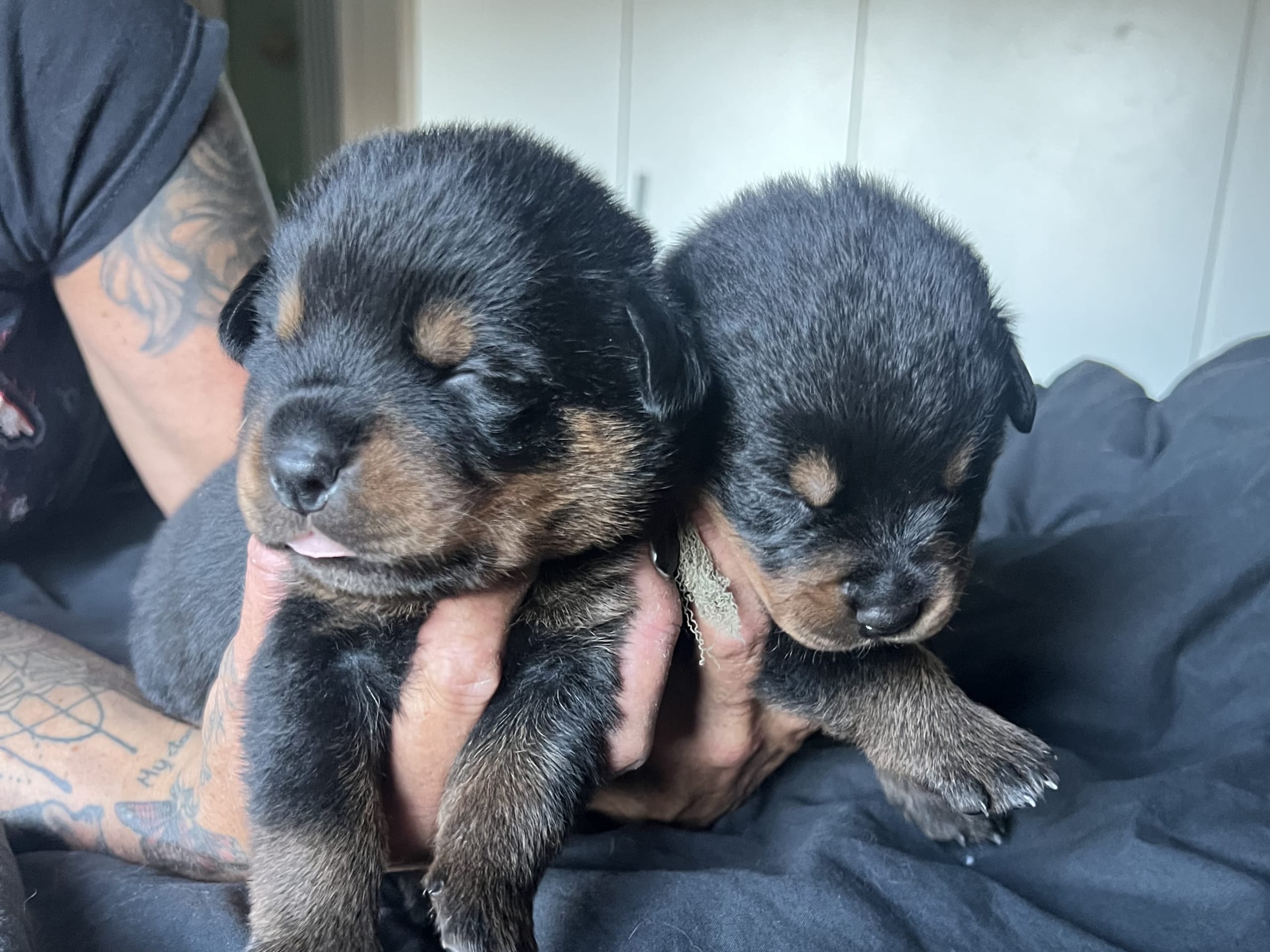 Rottweiler/American Bully XL · Gärsnäs · Helena L.
