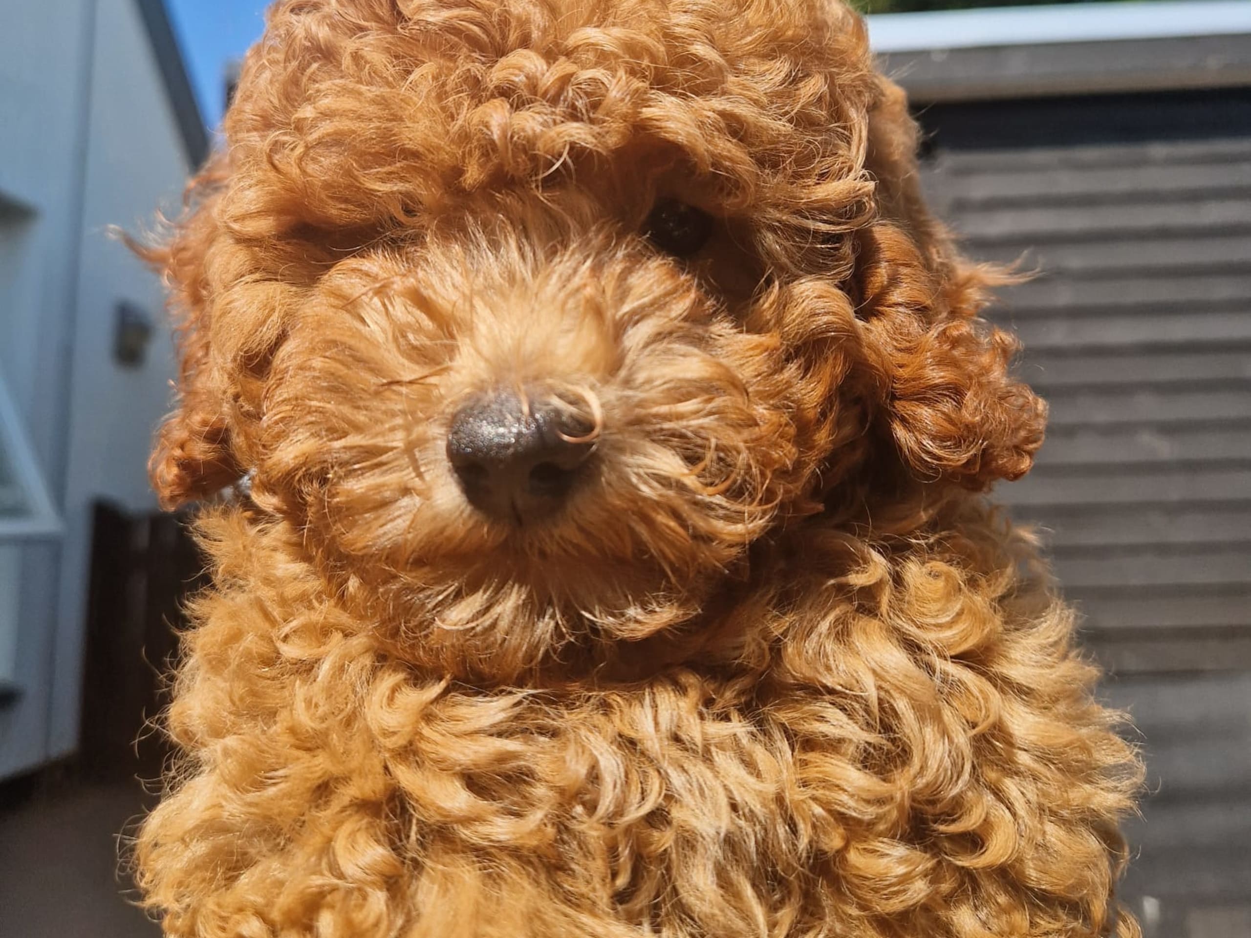 Toy Poodle