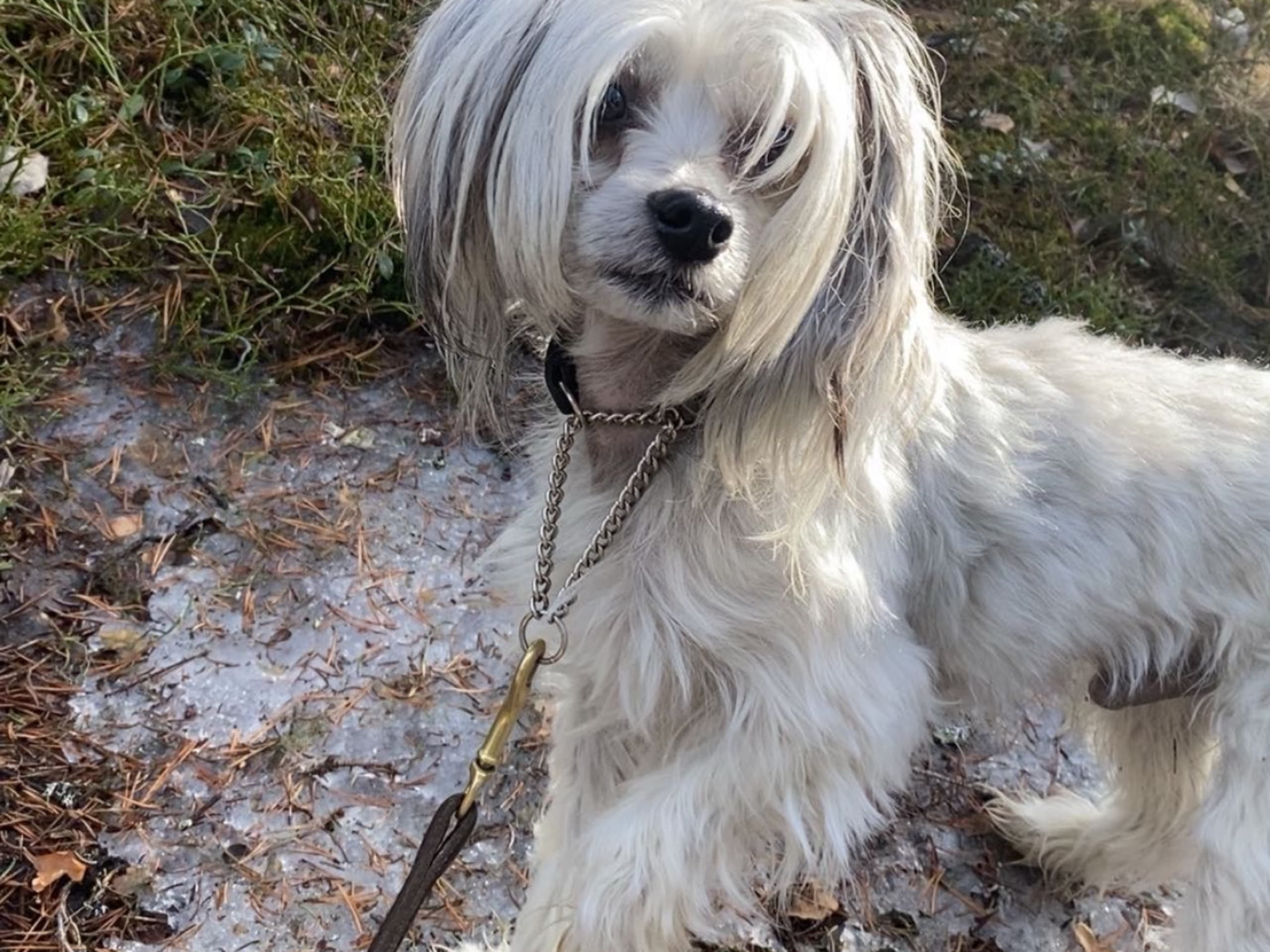 Chinese crested