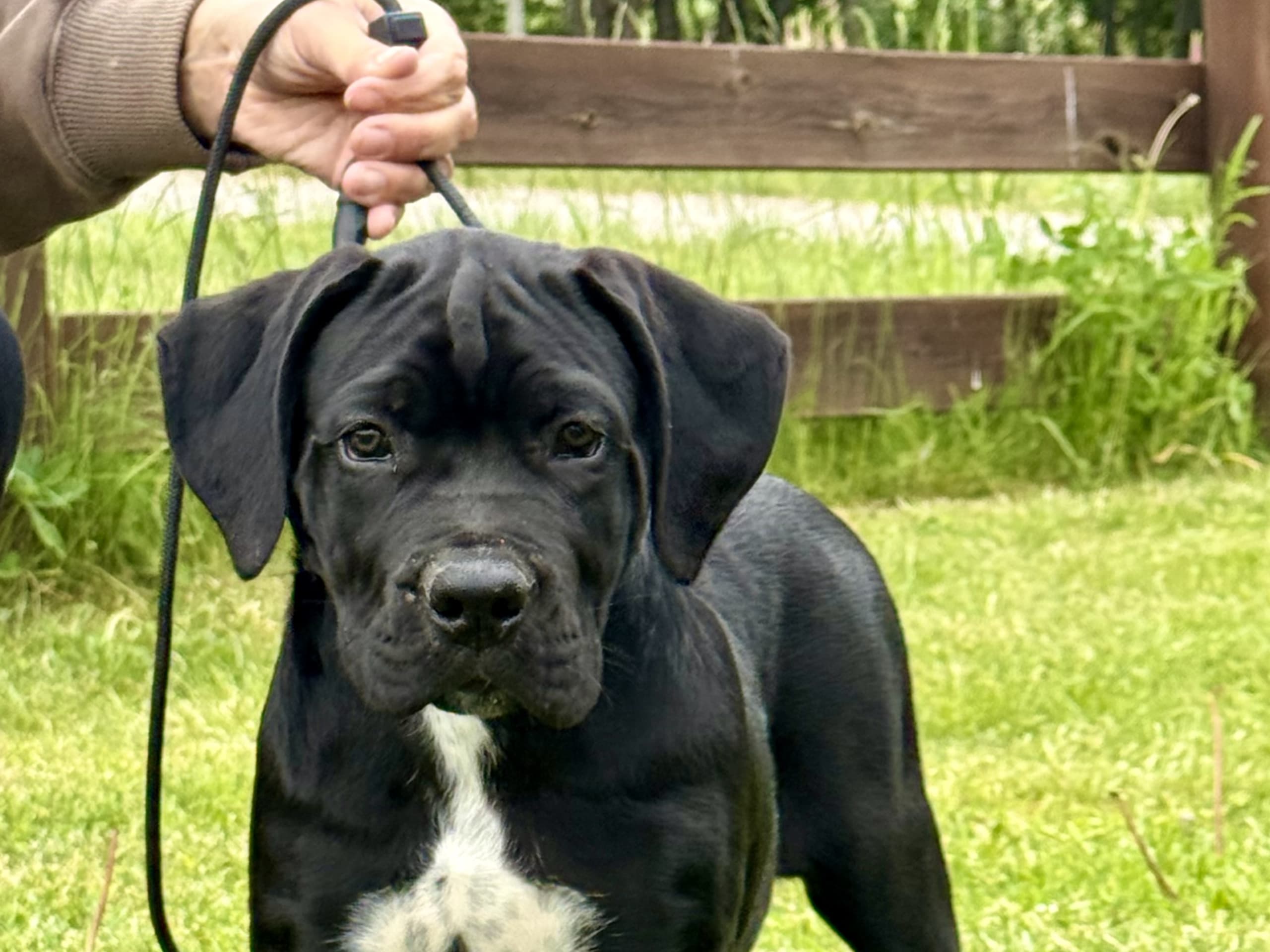 Cane corso