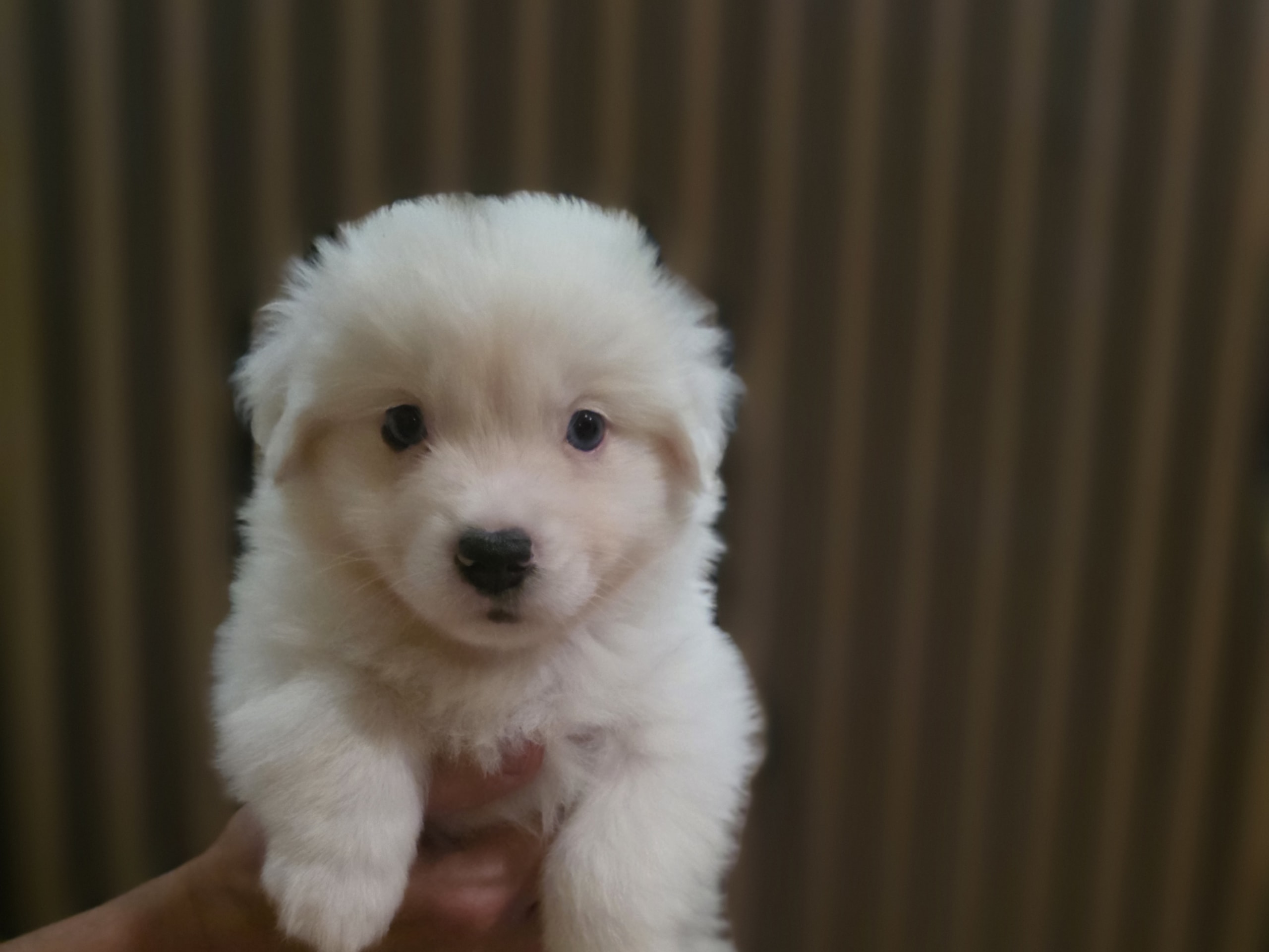 Miniature American Shepherd