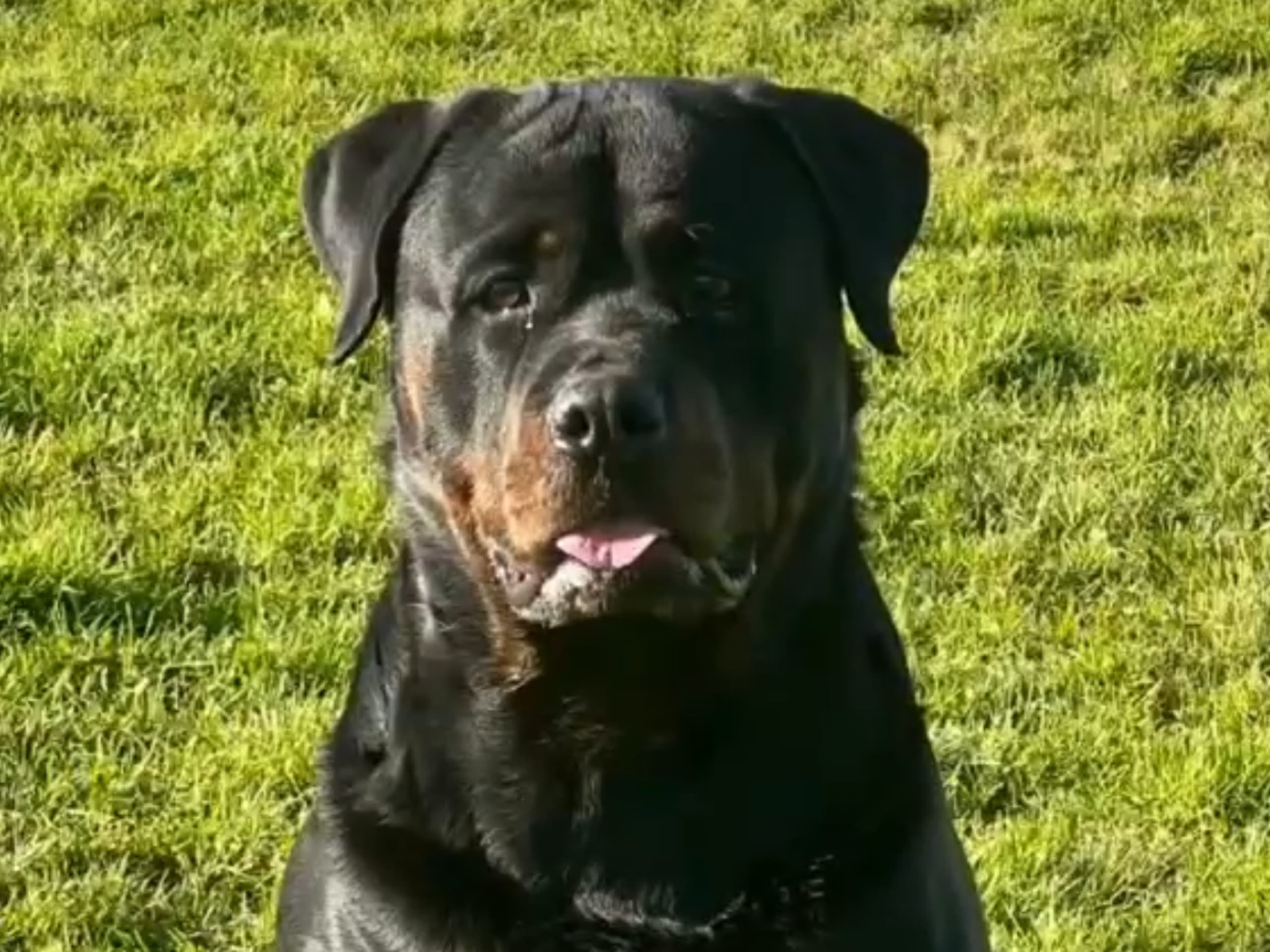 Rottweiler