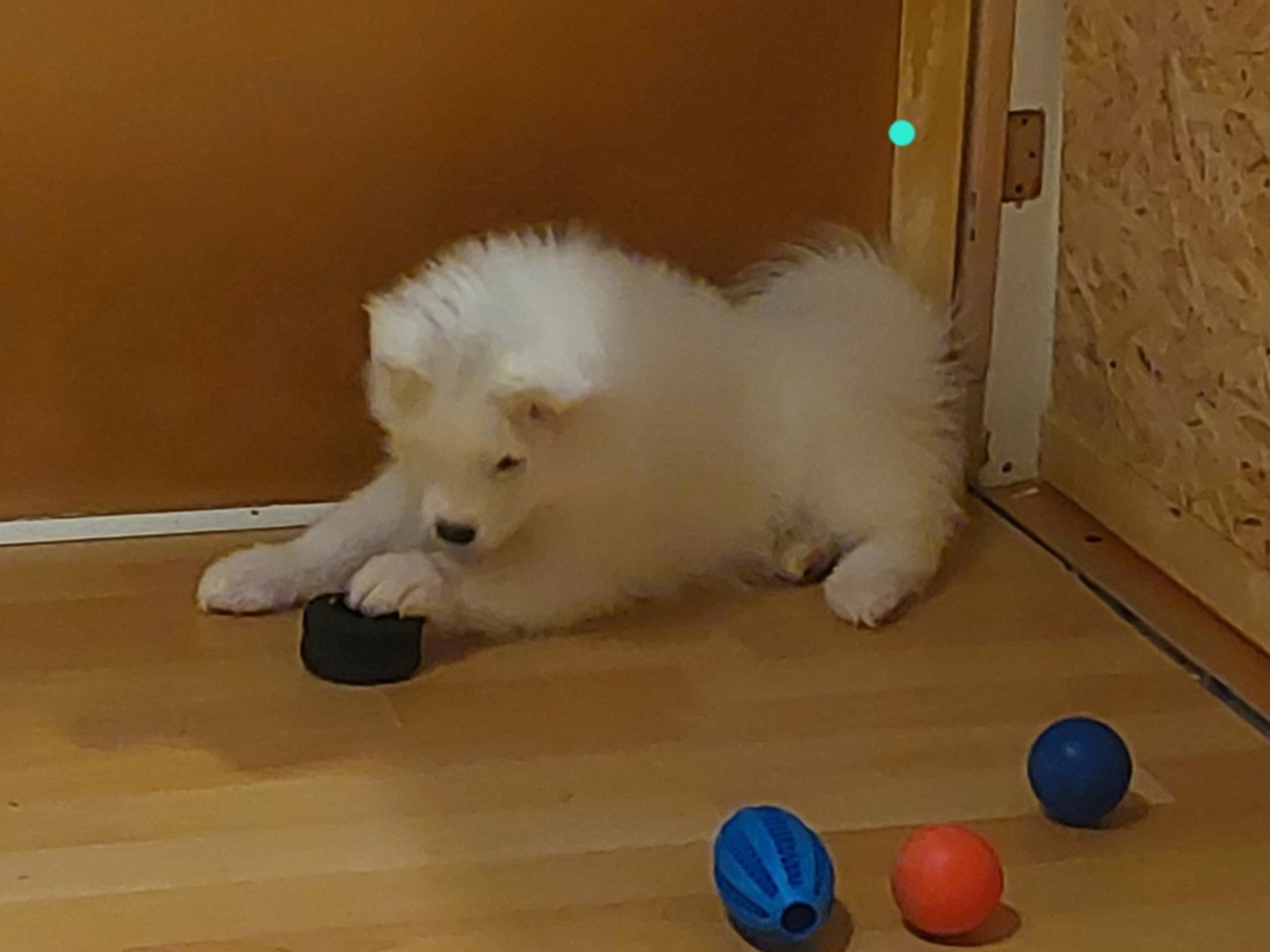 Samojedhund