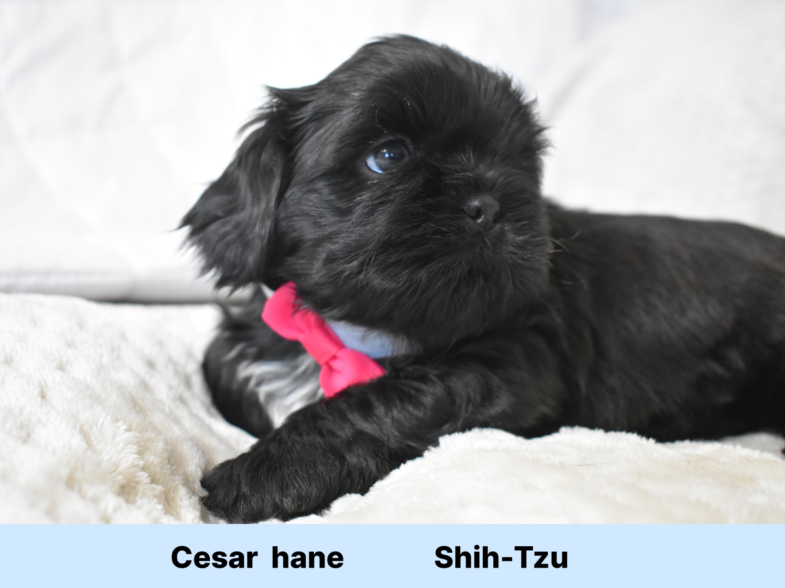 Shih tzu