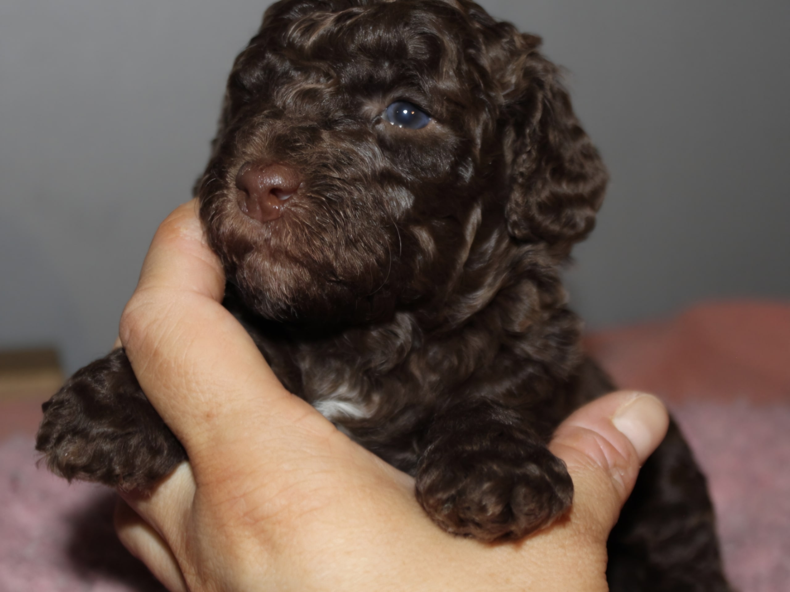 Labradoodle