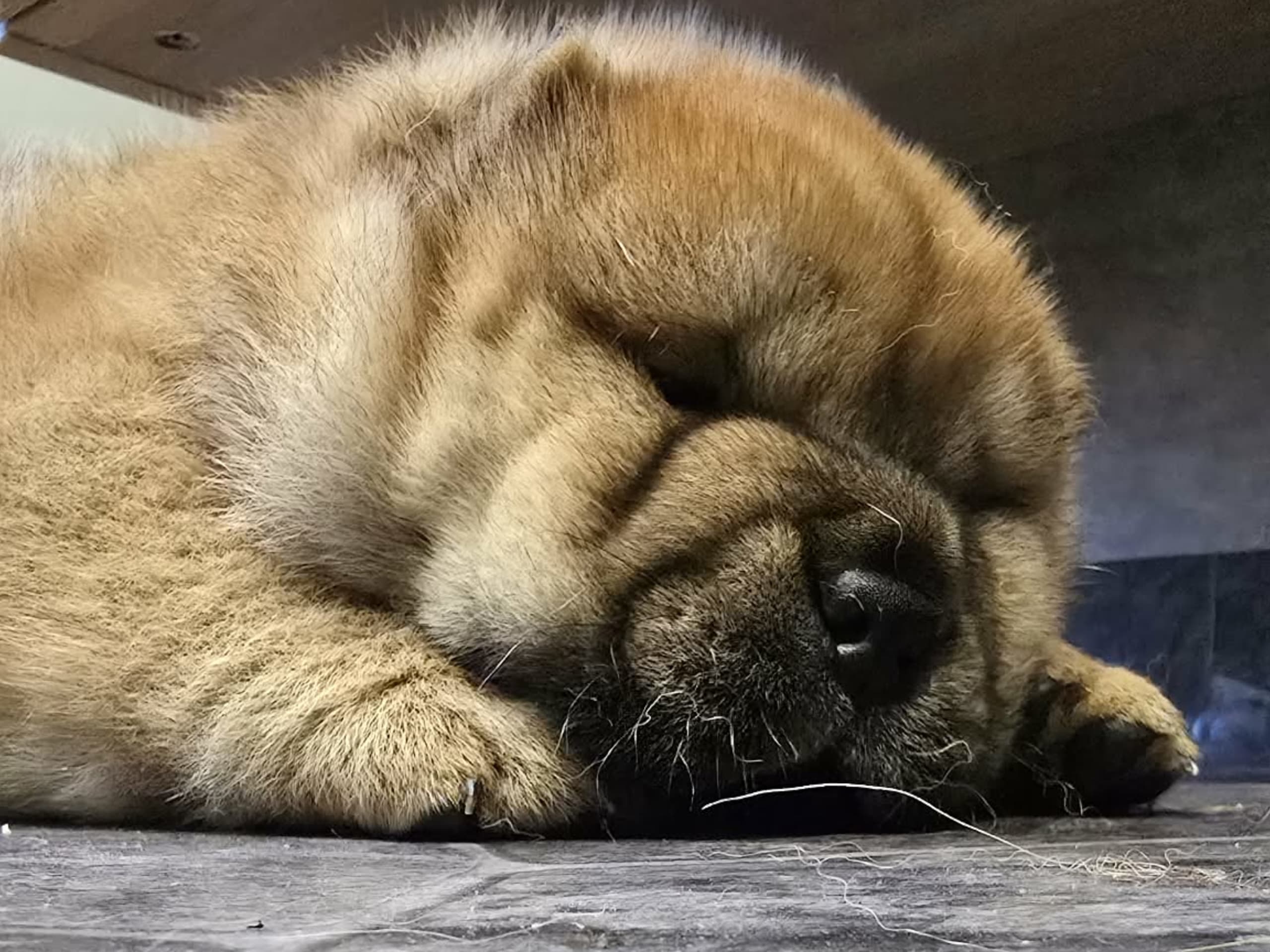 Chow Chow · Deje · Shinga's