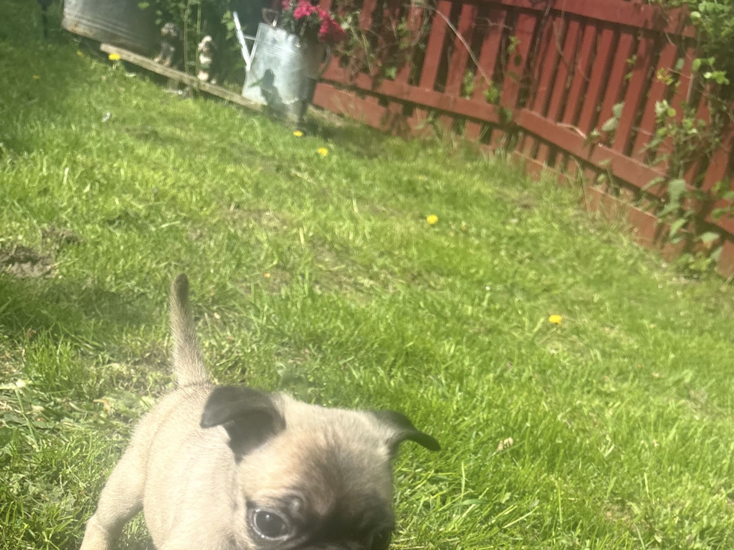 Mops / fransk bulldog · Kvänum · Sofia O.