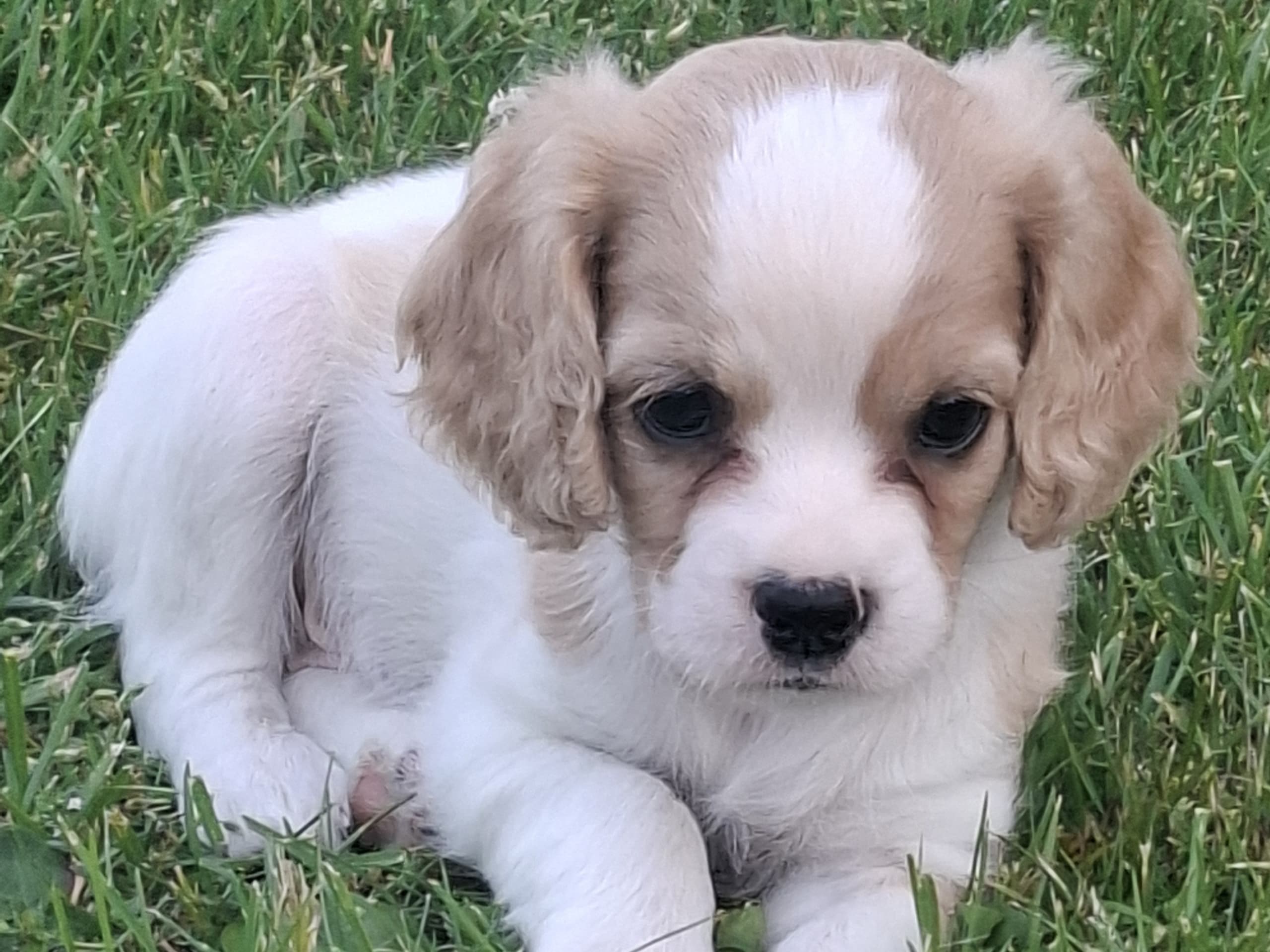 Cavapoo · Virsbo · Malin A.