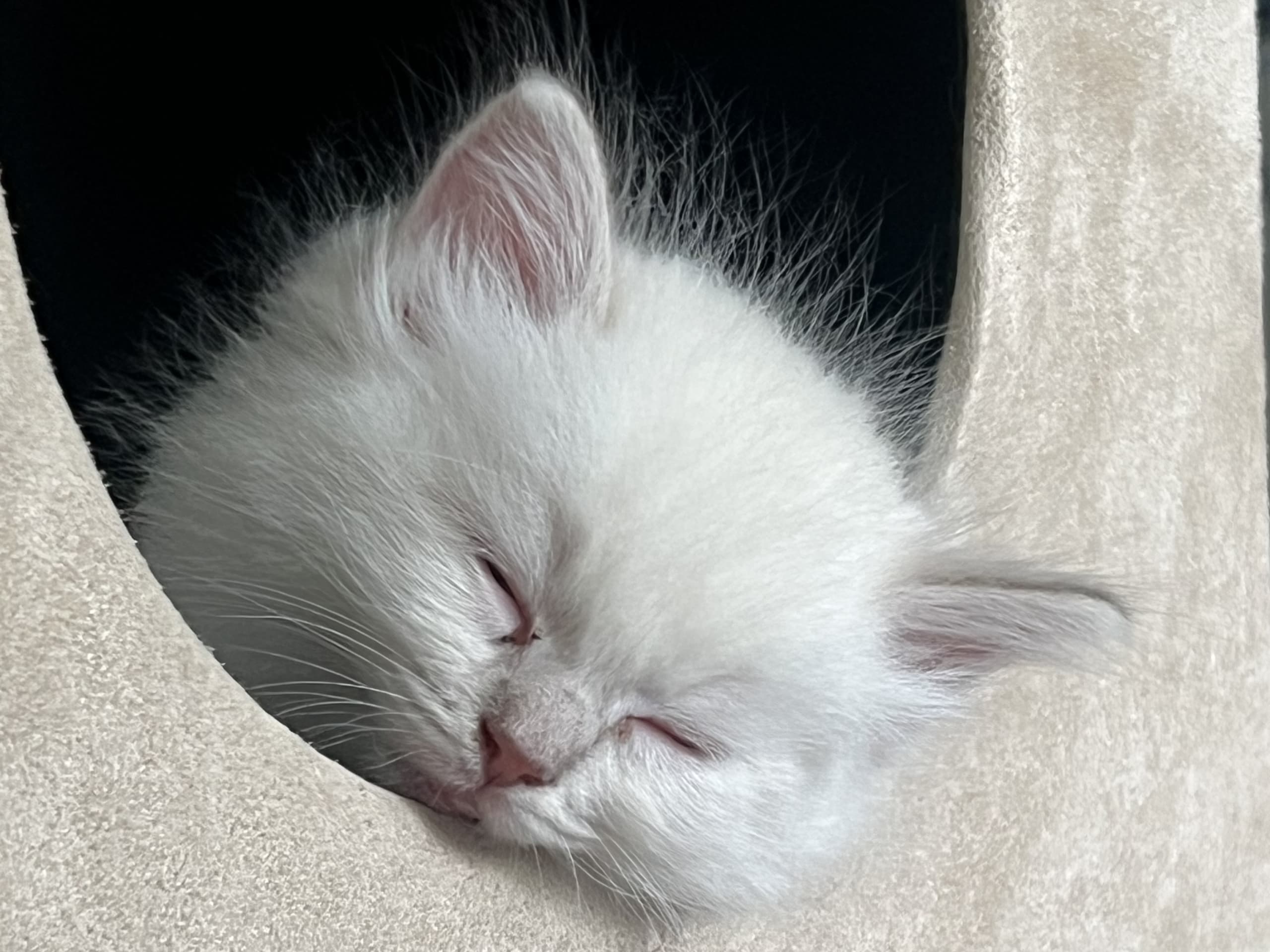 Ragdoll