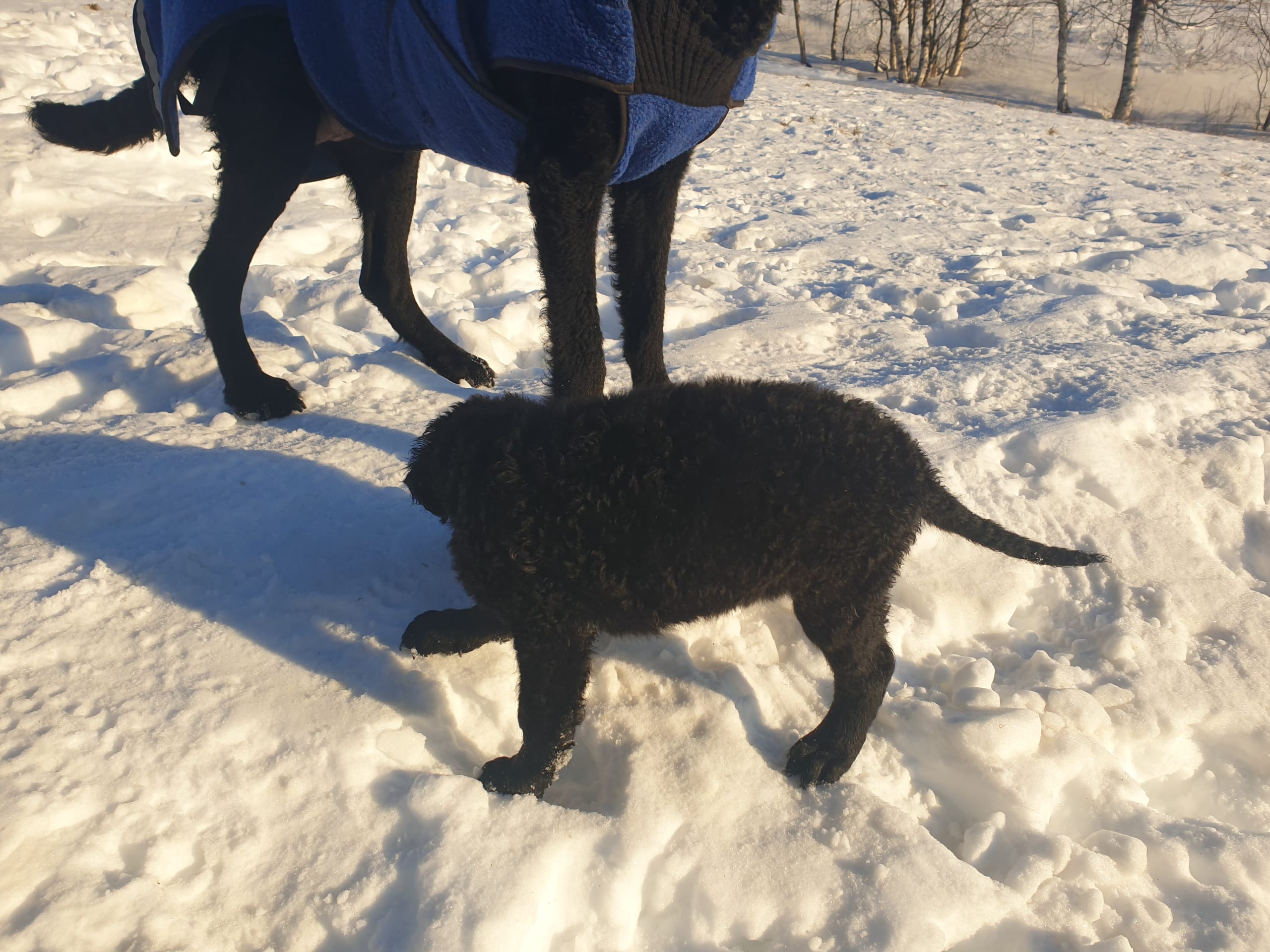 Curly coated retriever
