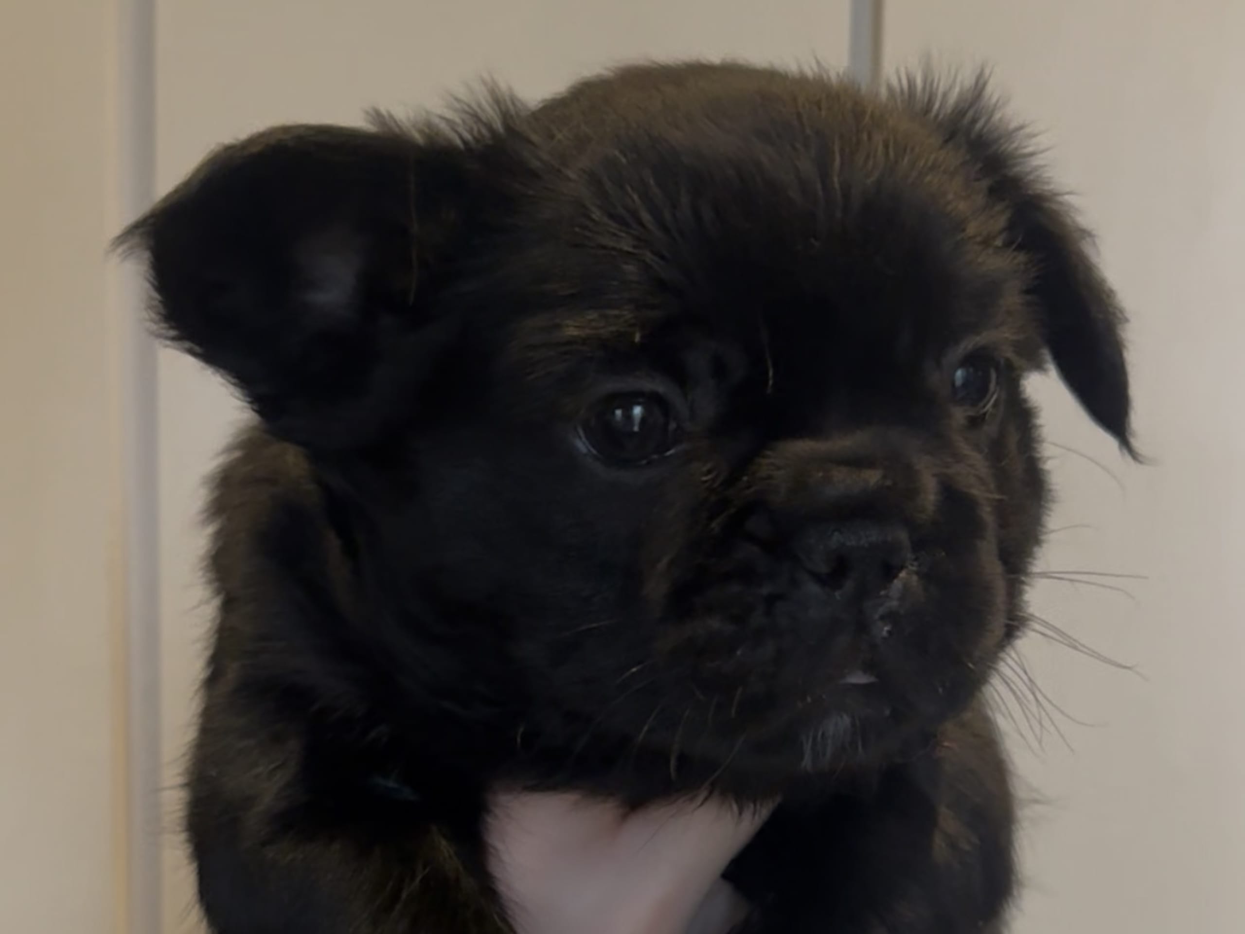 Fransk bulldogg