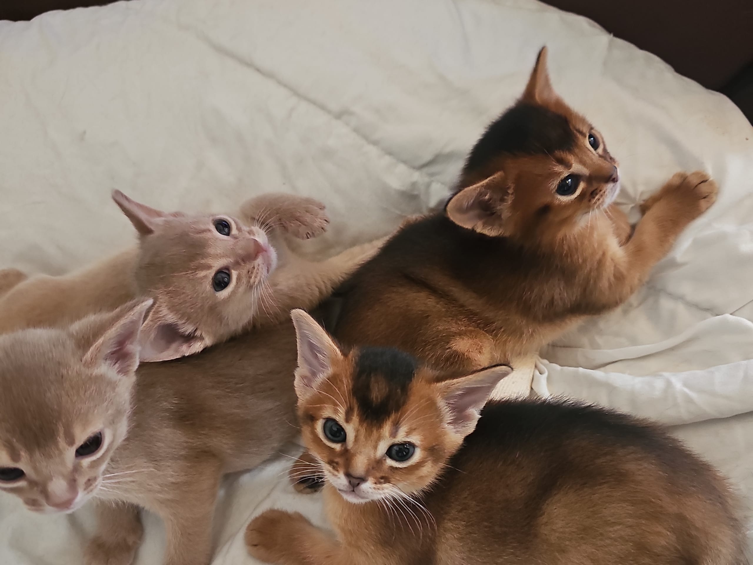 Abyssiner katt
