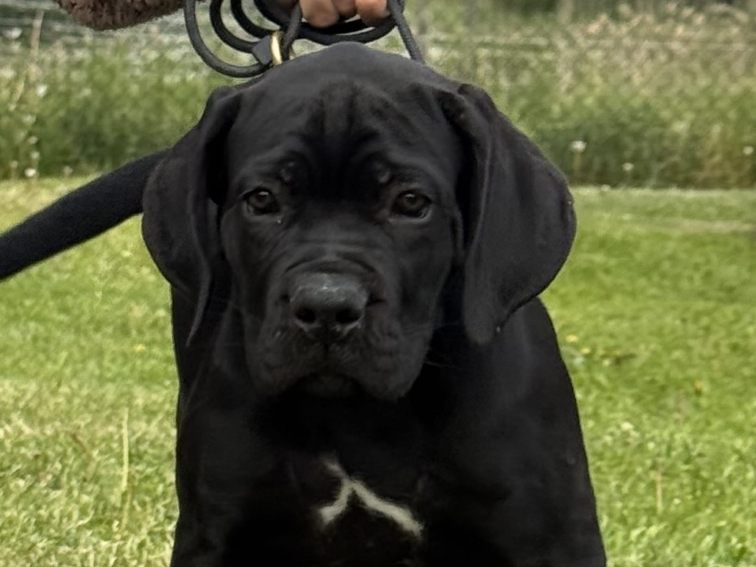 Cane corso