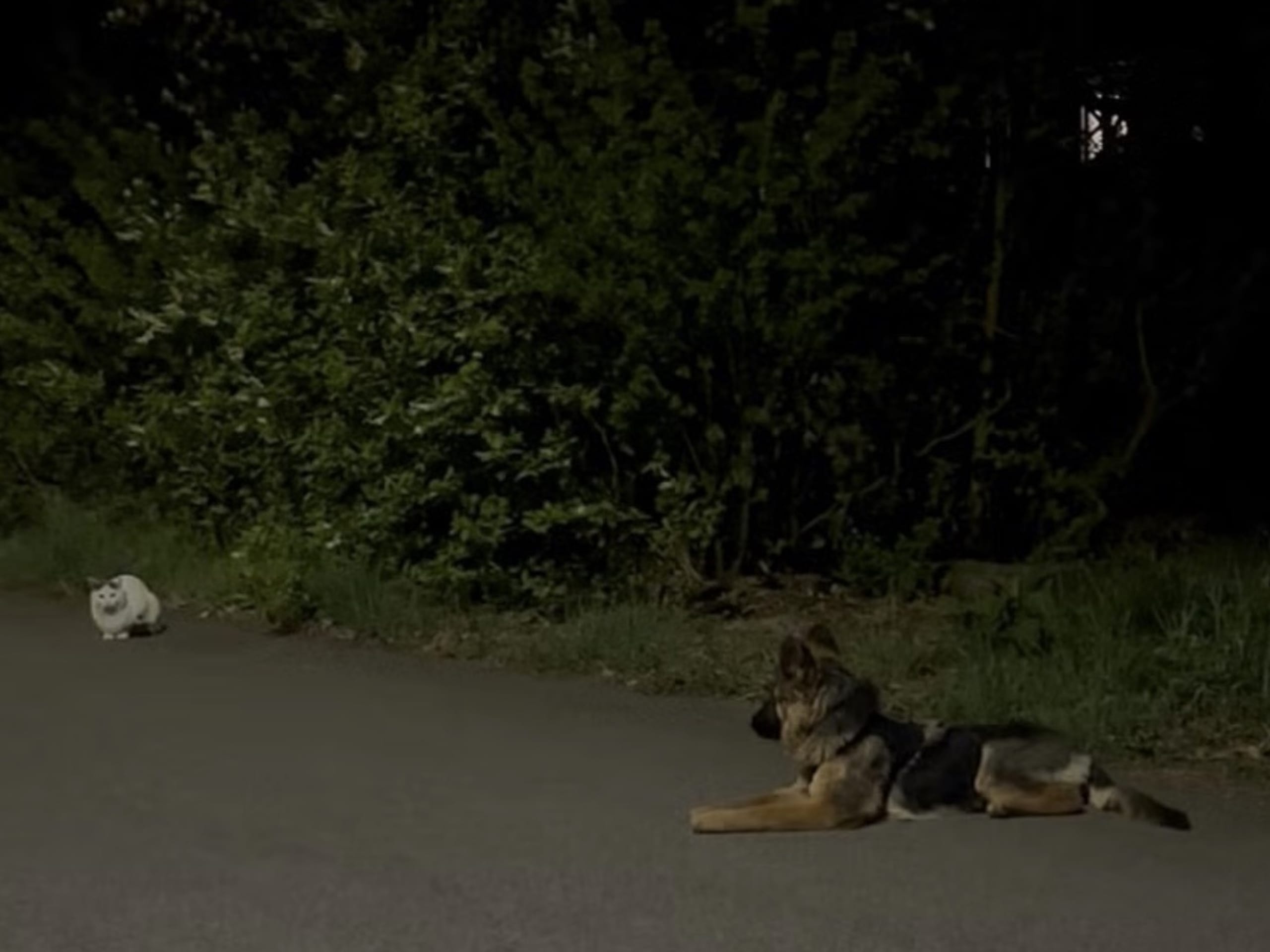 Schäferhund