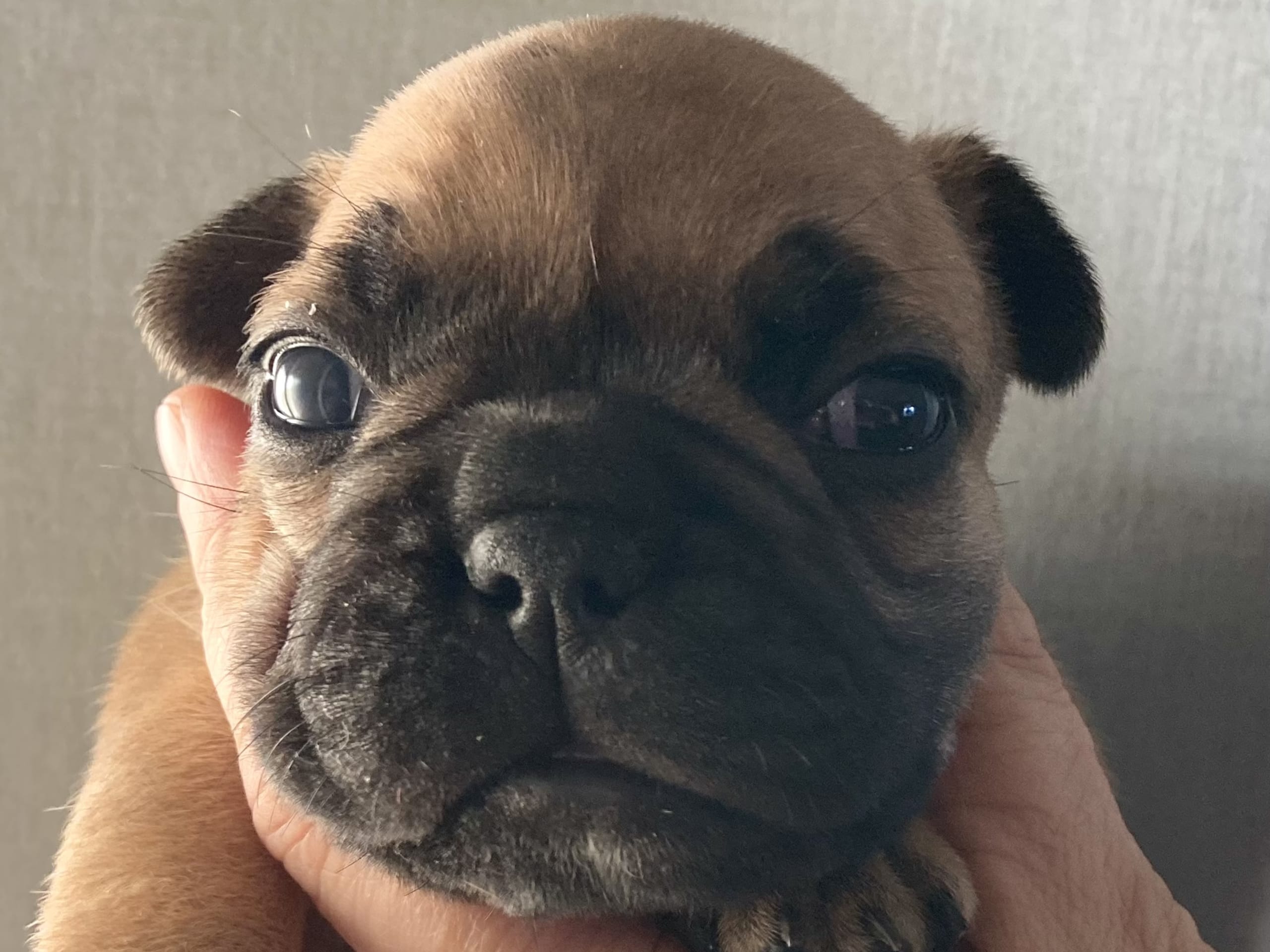 French Bulldog · östervåla · Dexline's