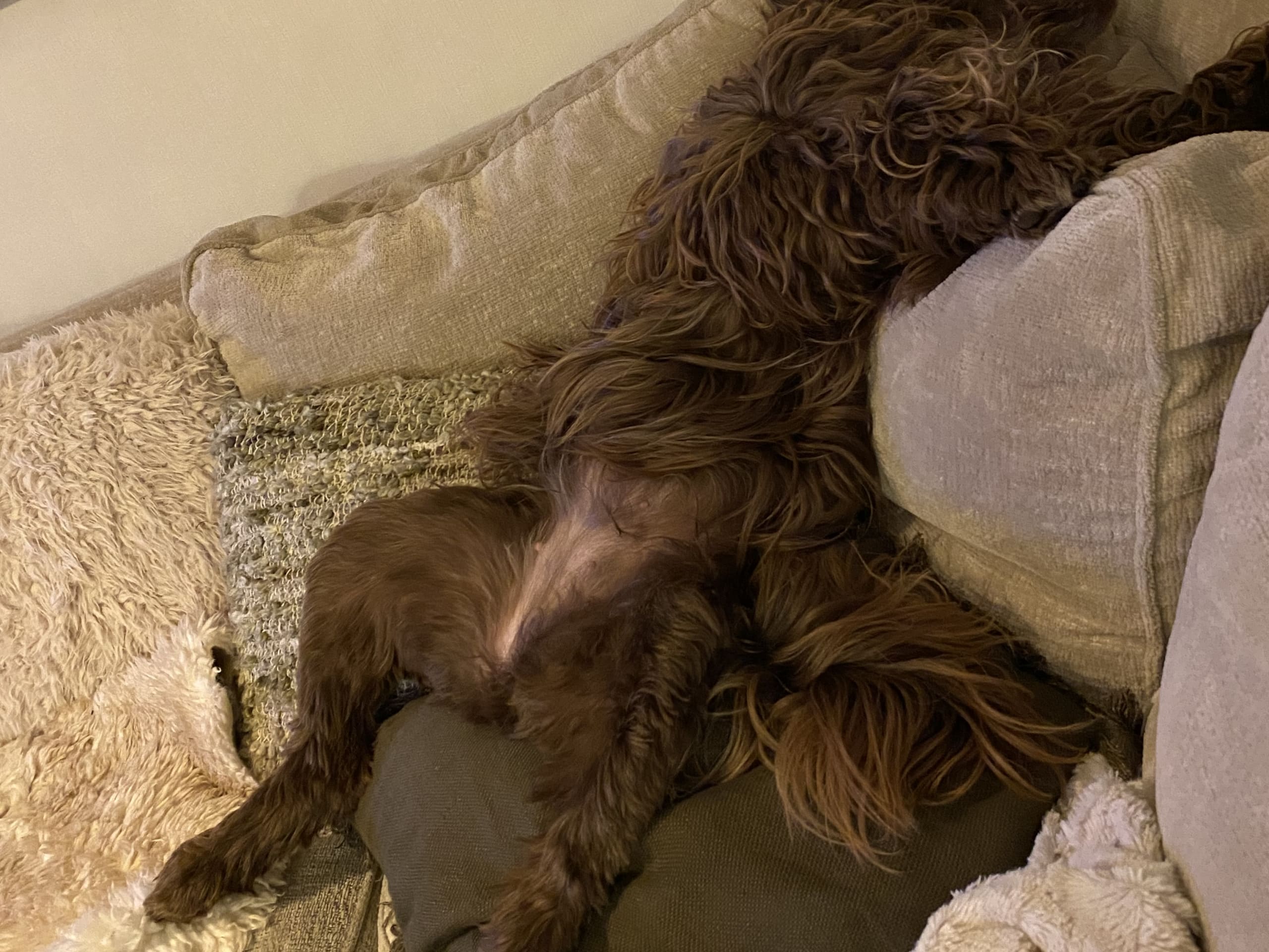 Portuguese Water Dog