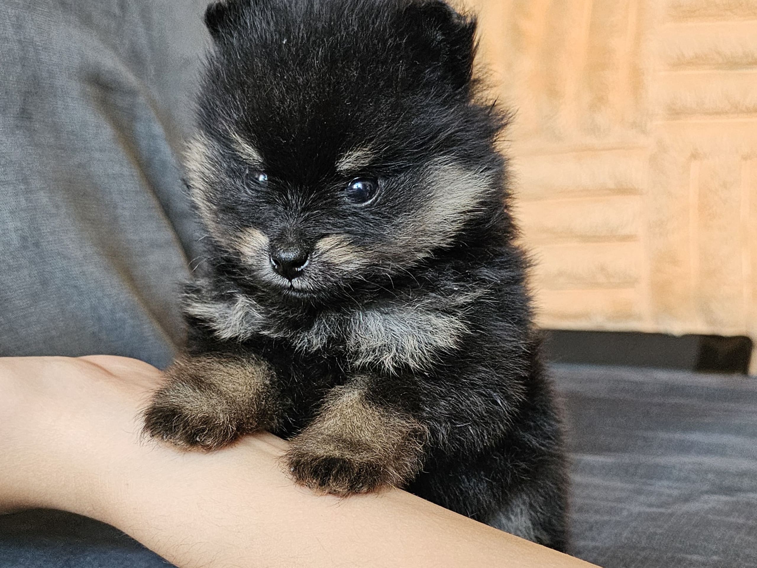 Pomeranian · Enköping · Pomsik Rakaaig