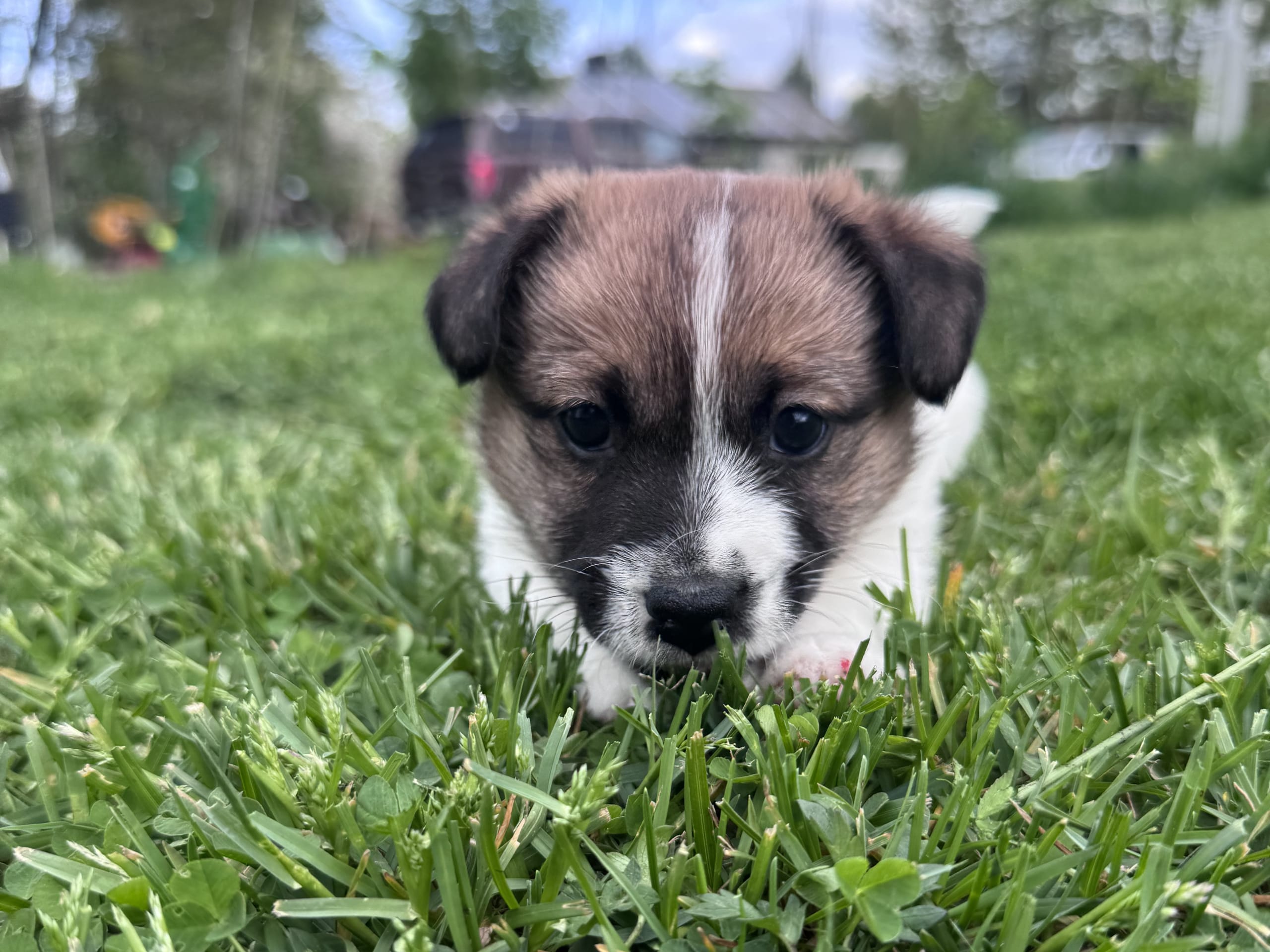 Jack russell terrier