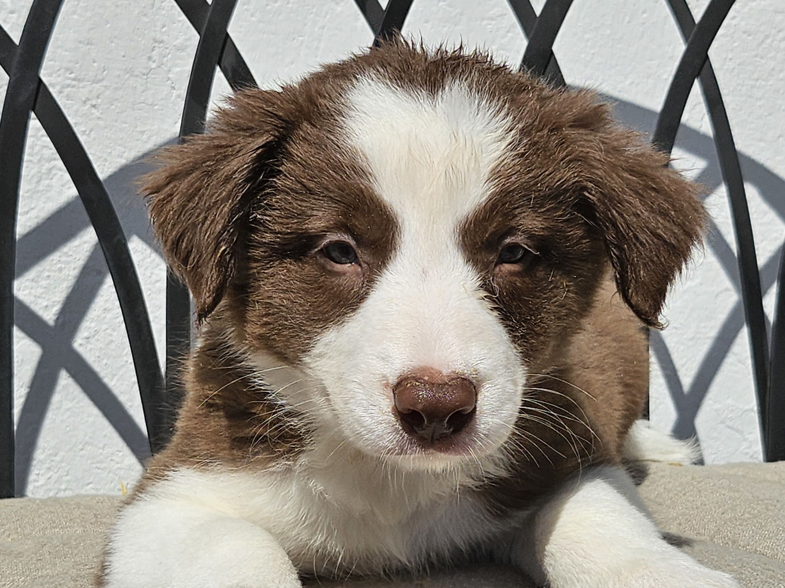 Border collie · Sjöbo · Ruckeltofta Gård
